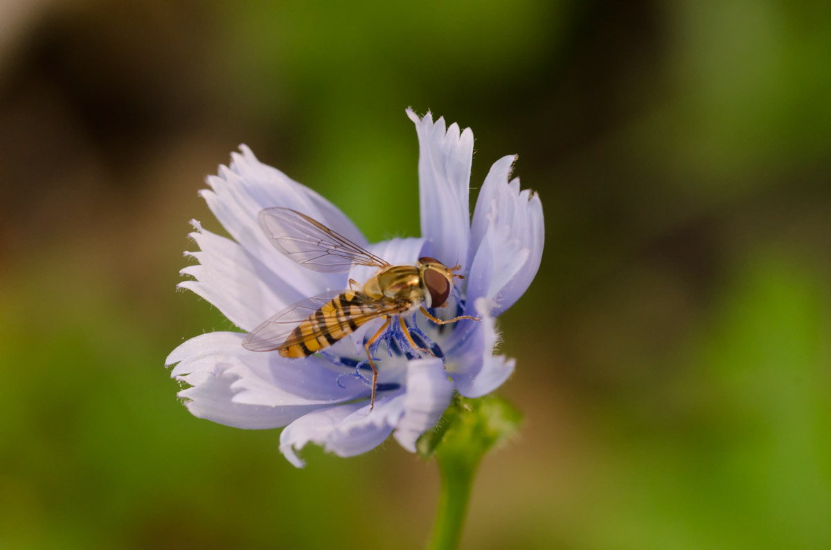 Bee In Flower
