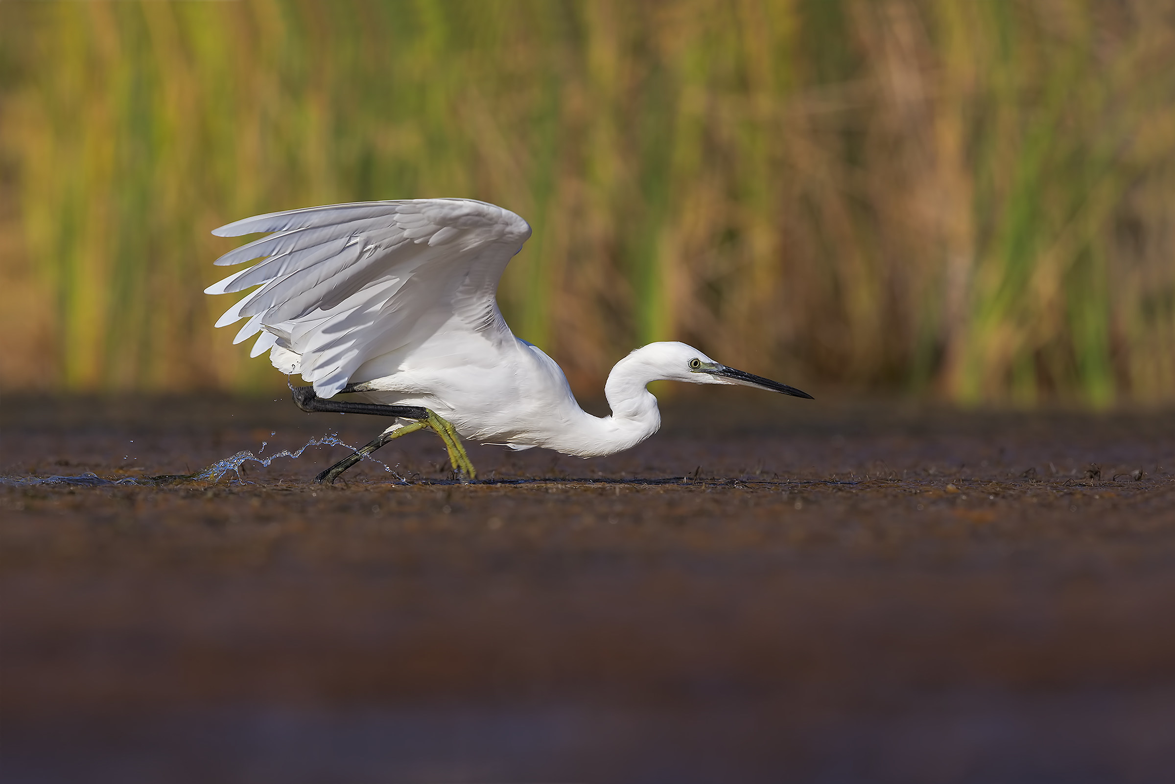 La mia garzetta più bella