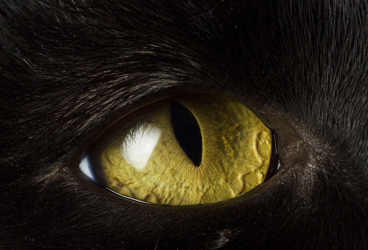 Oh Oh Oh, Occhi di Gatto