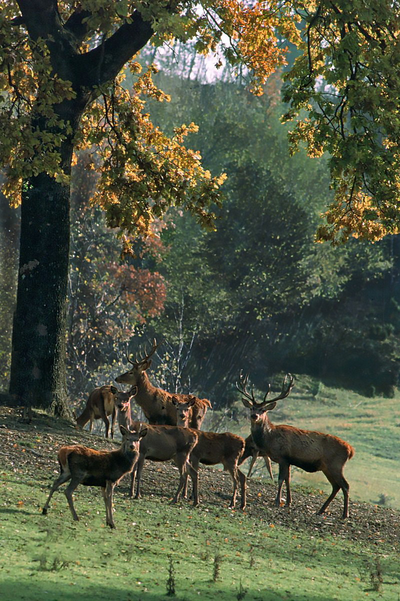 deer to the oak