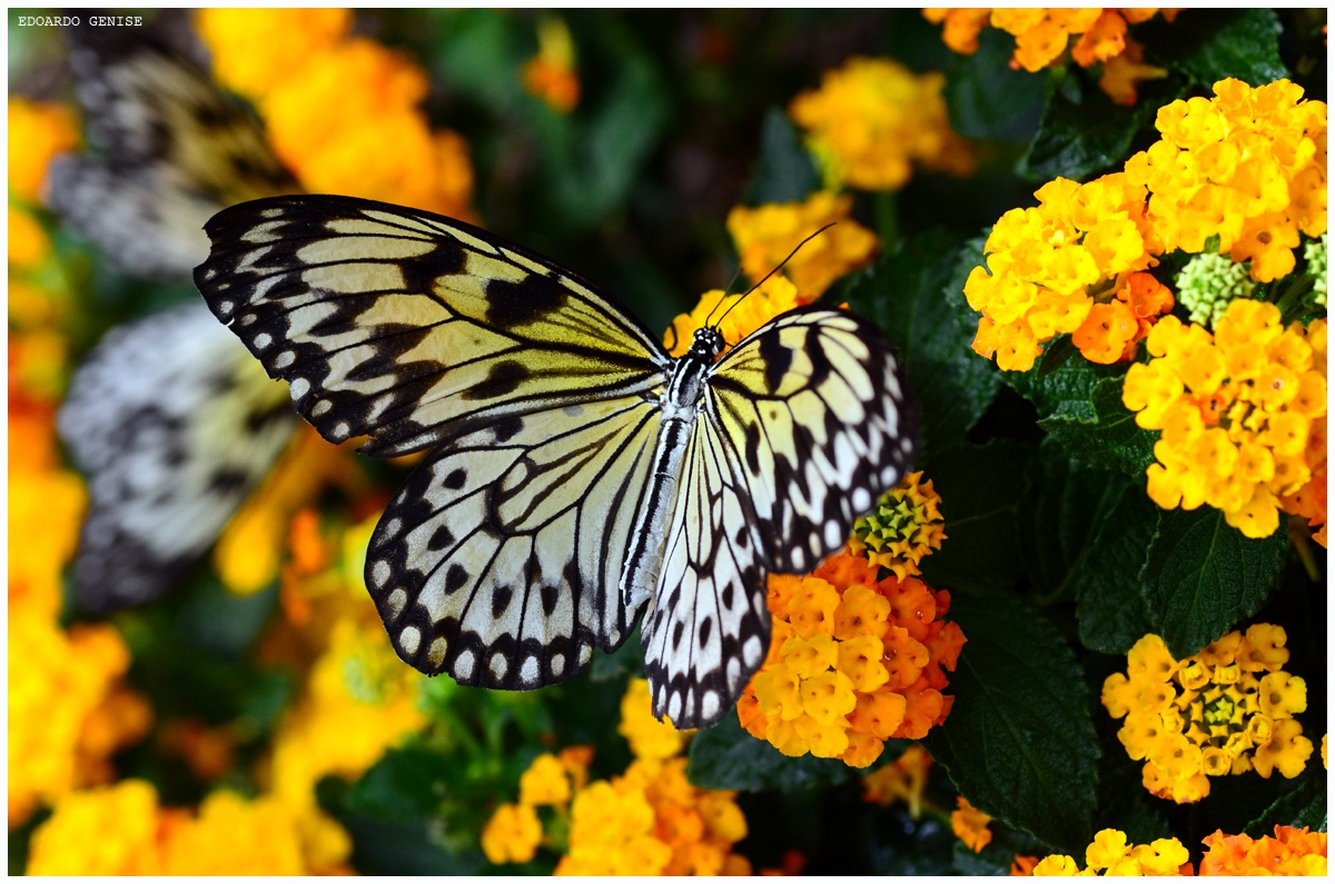 Idaea Leuconoe