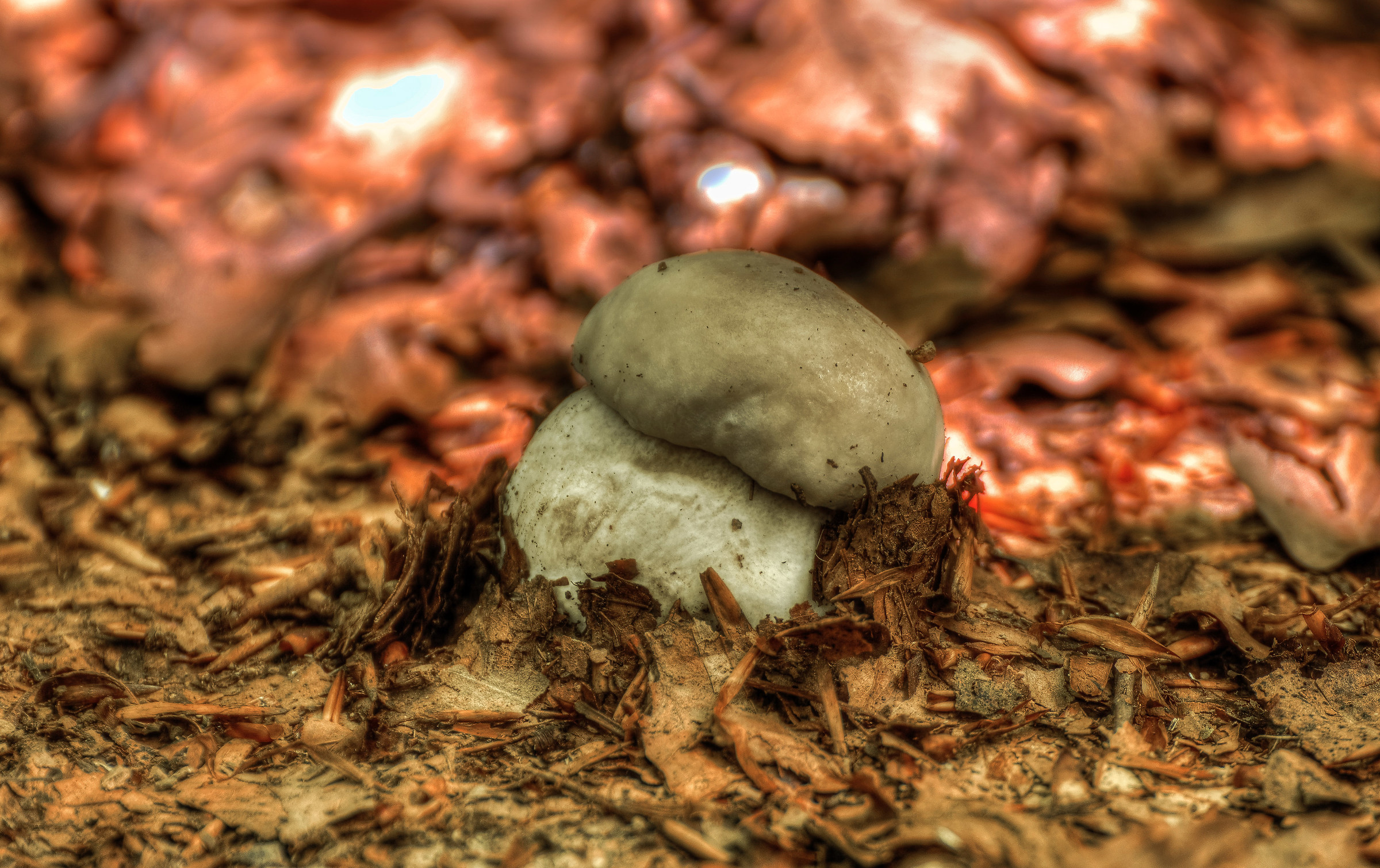 Sono appena spuntato e gia' mi raccogli...?