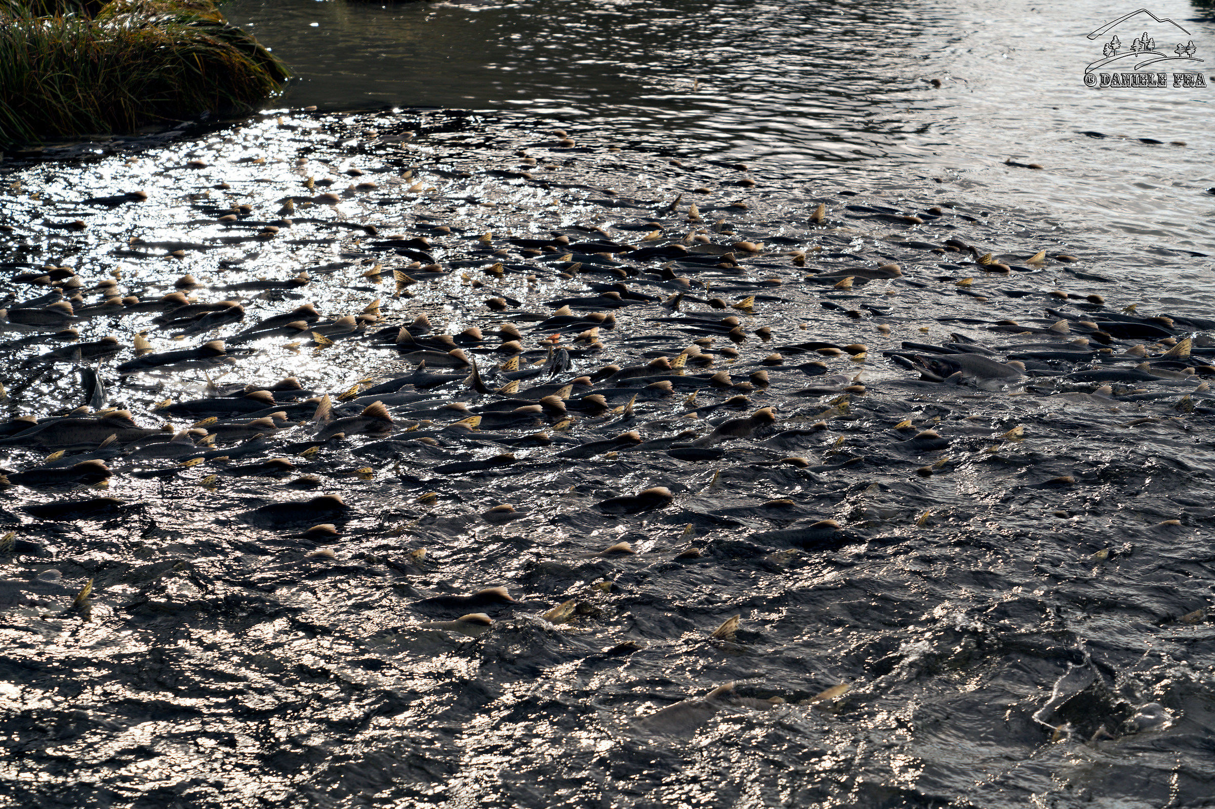 Risalita nei fiumi dei salmoni