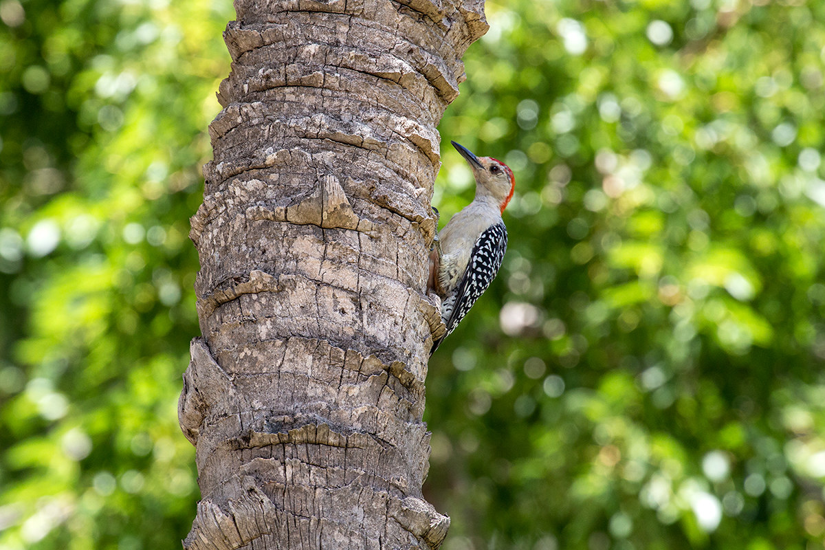 Picchio testarossa maschio