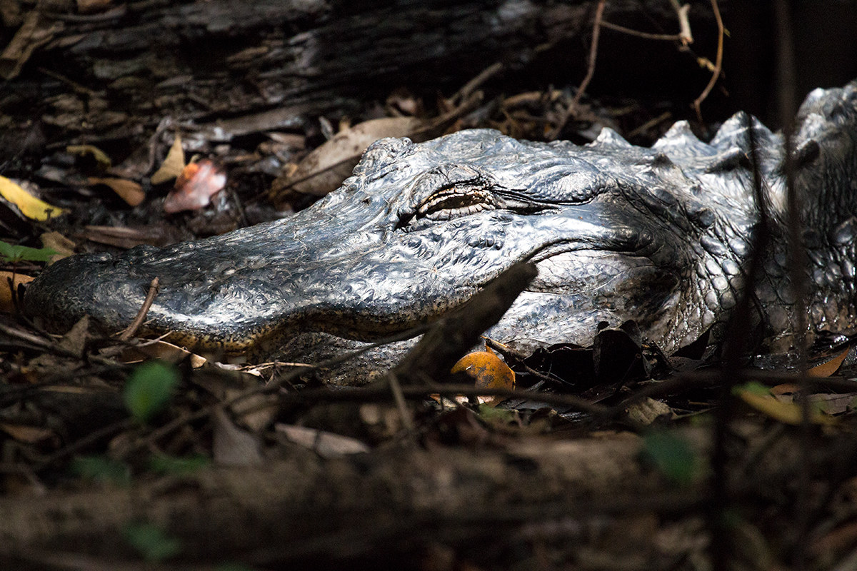 Alligatore americano maschio