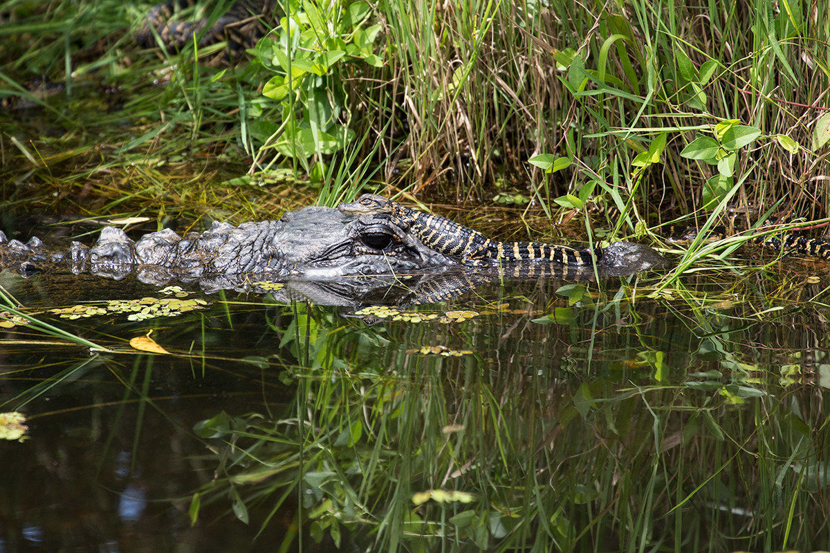 Alligatore americano femmina con piccoli