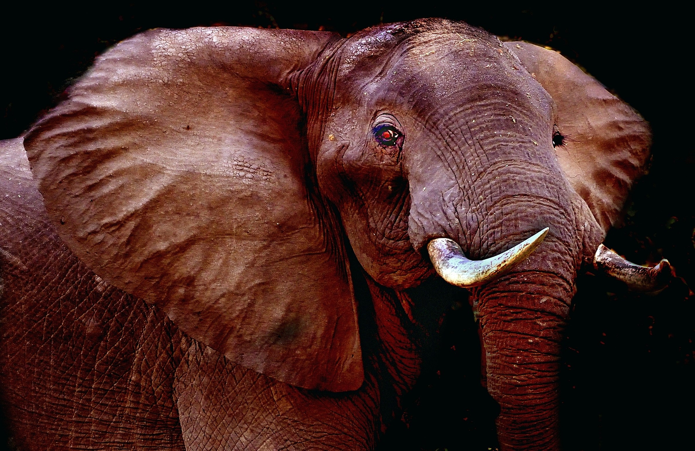 Zambia 2015 - Lower Zambesi