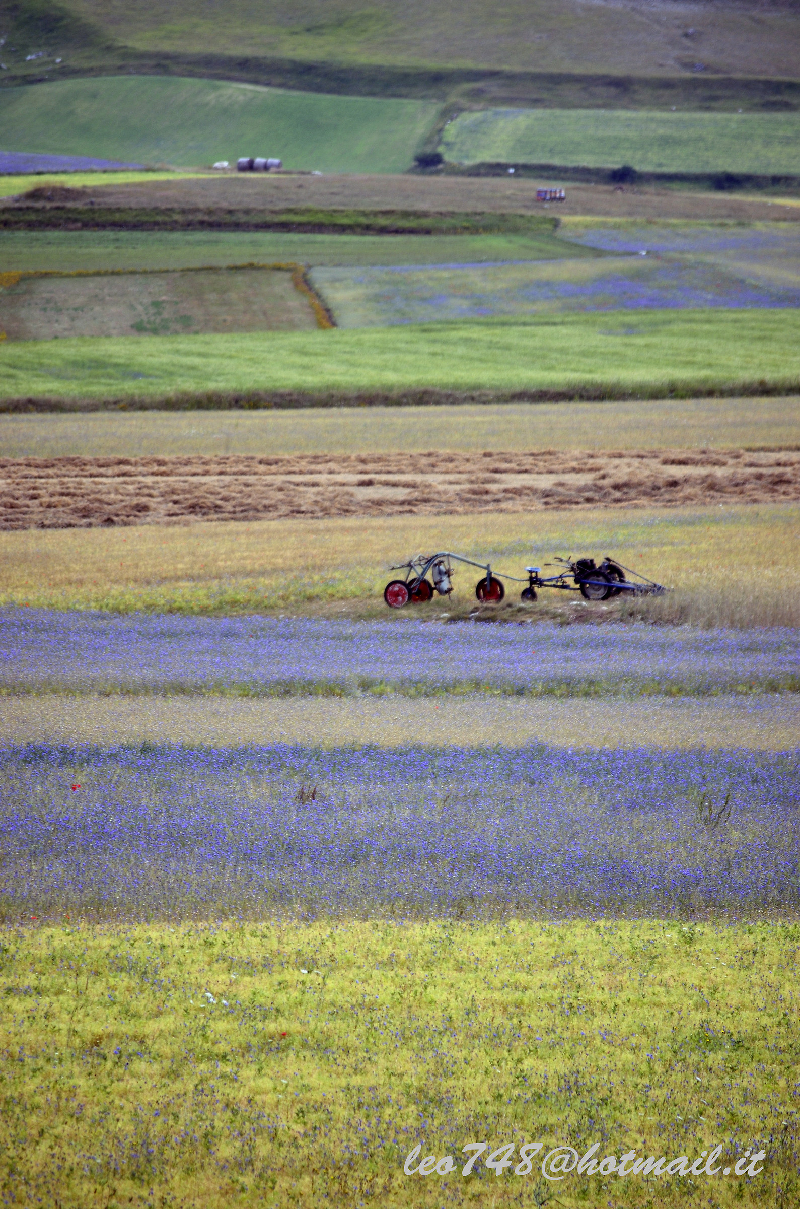 la fine della fioritura a Castelluccio