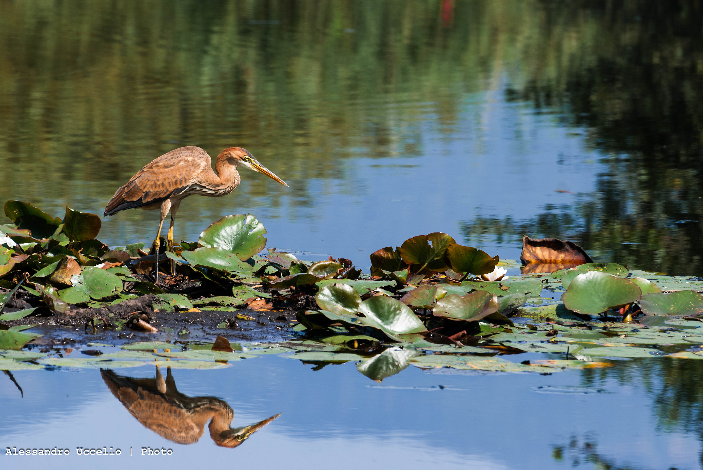 Airone Rosso (Red Heron) - Palude Brabbia (Oasi Lipu)
