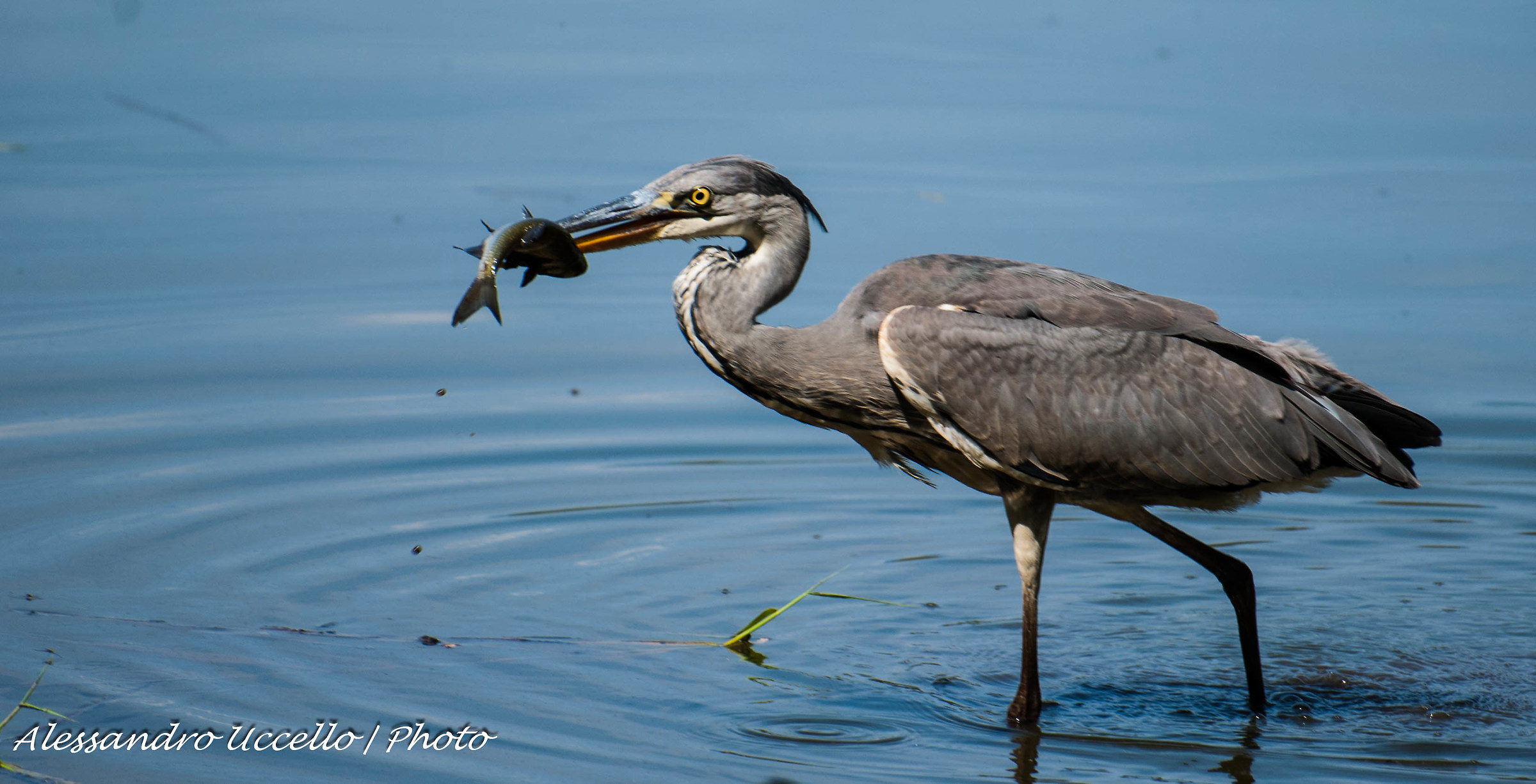 Airone Cenerino con preda (Grey Heron) - Palude Brabbia
