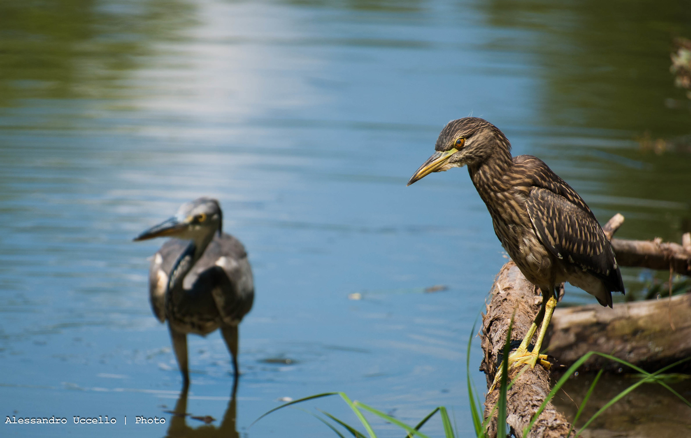 Nitticora e Airone Cenerino(Night Heron)-Palude Brabbia