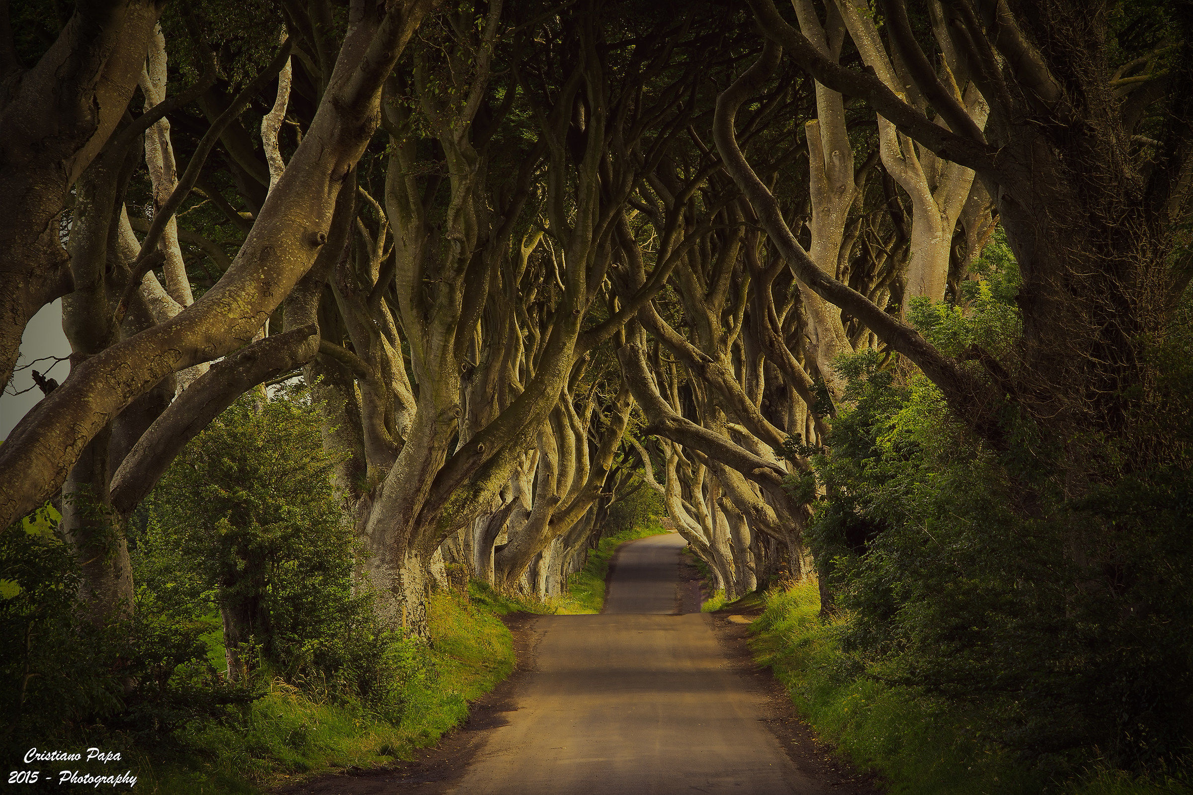 The Dark Hedges
