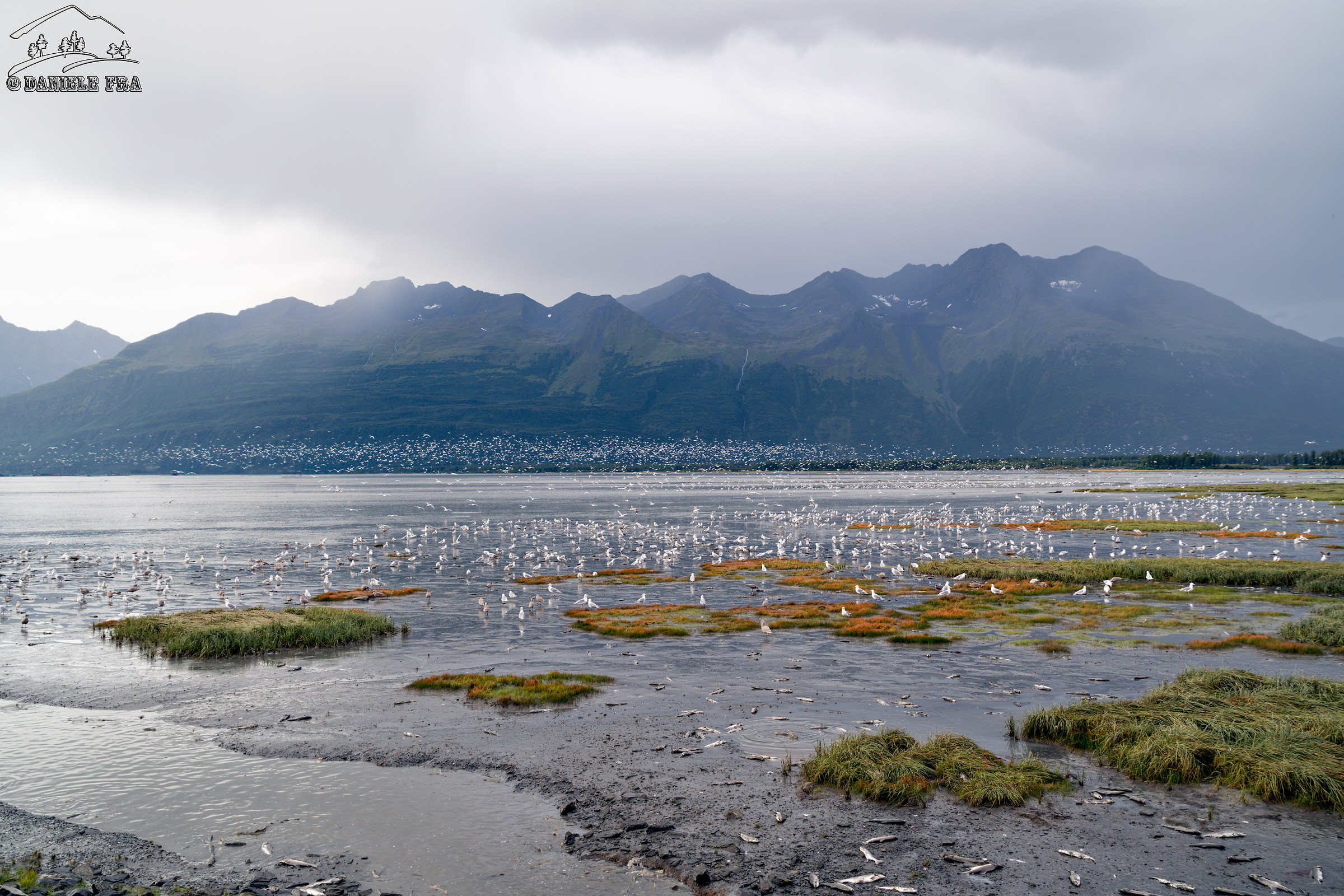 Seagulls hunting for salmon