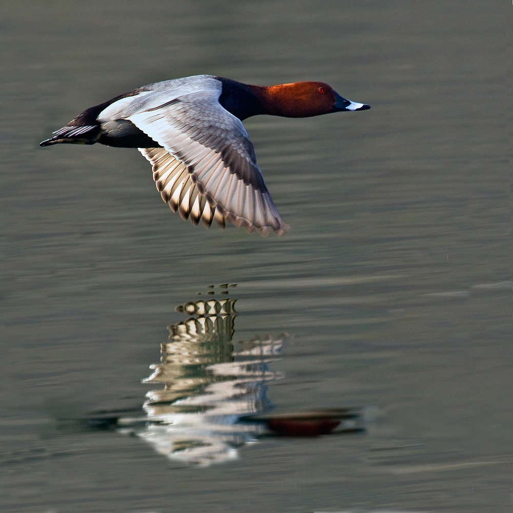 Pochard