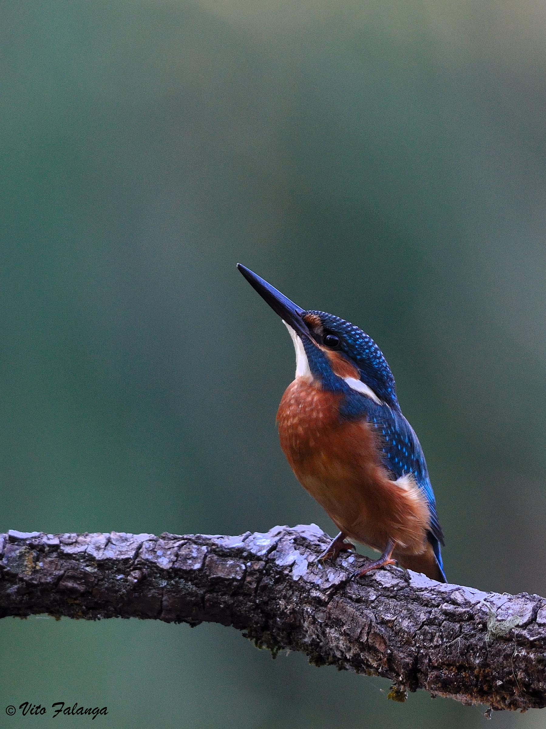 Giovane di martin pescatore comune (Alcedo atthis)