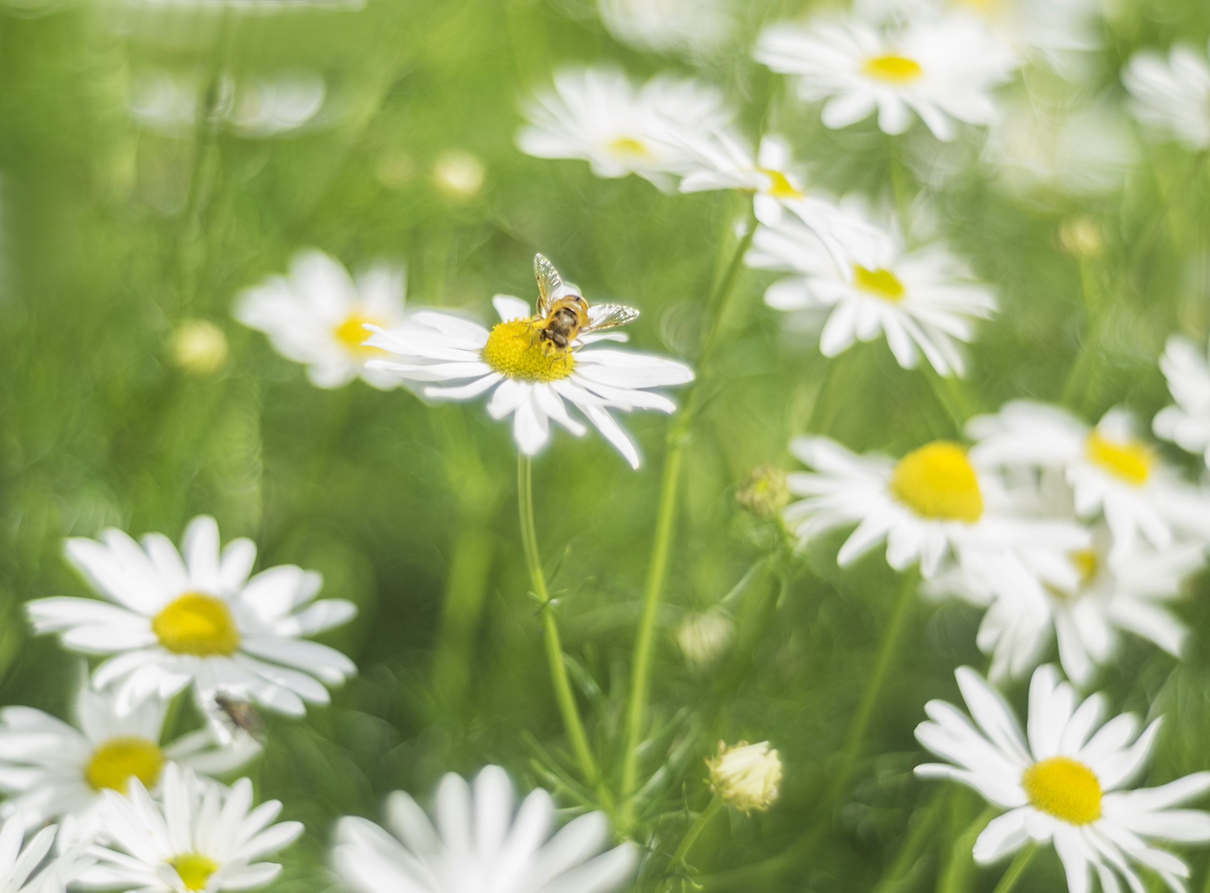 Working among the daisies