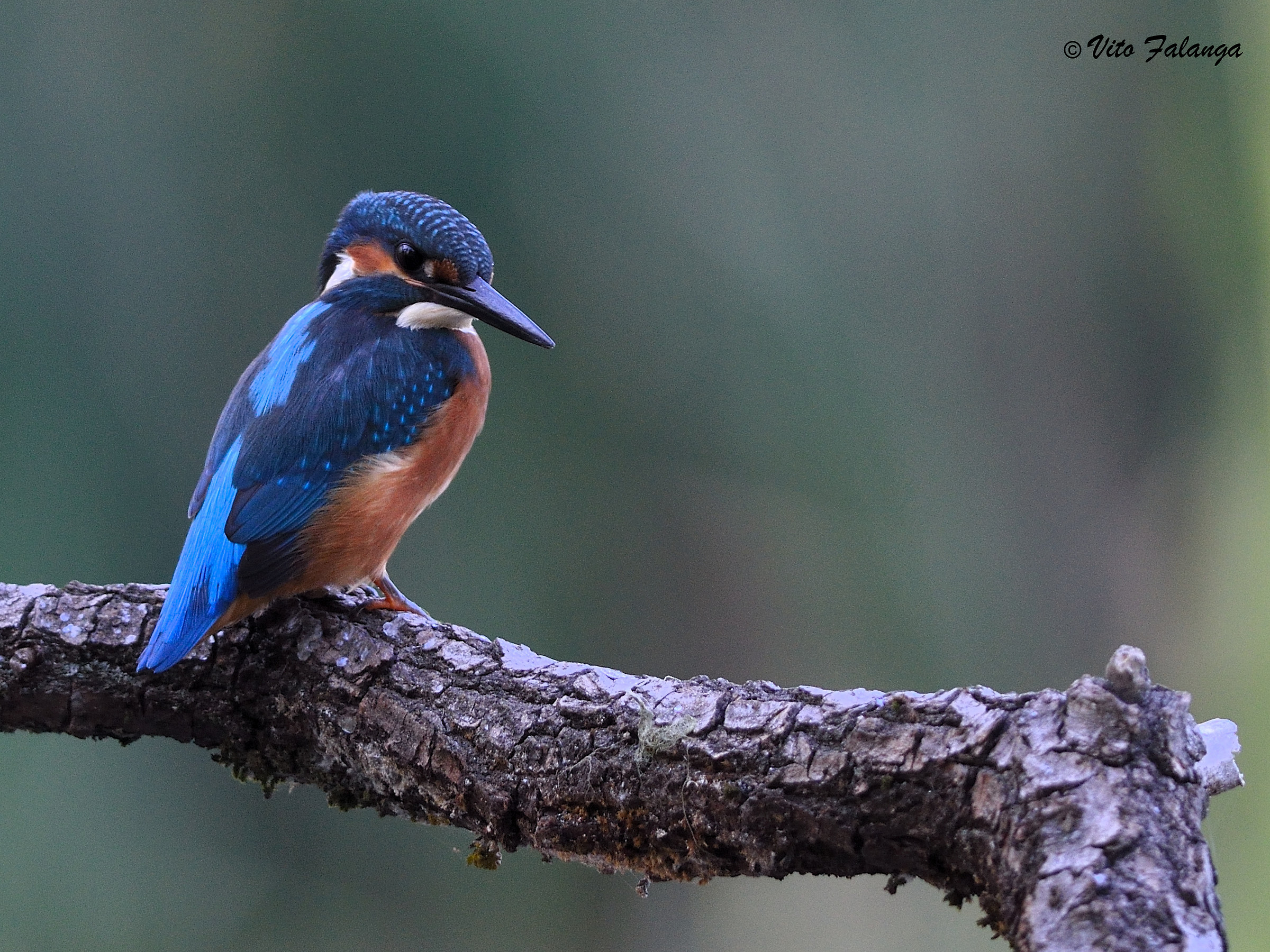 Martino....cosa hai visto?