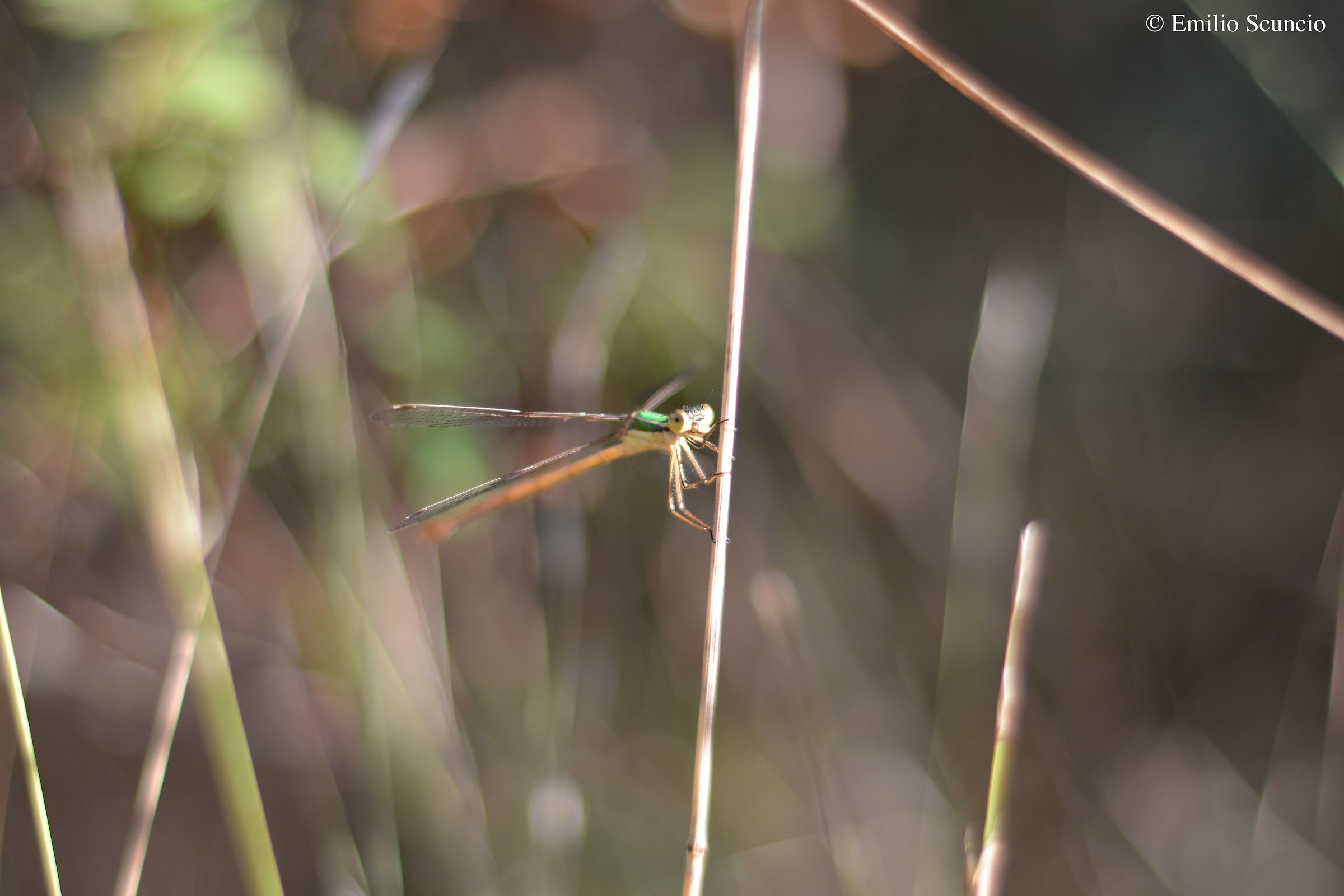 Libellula