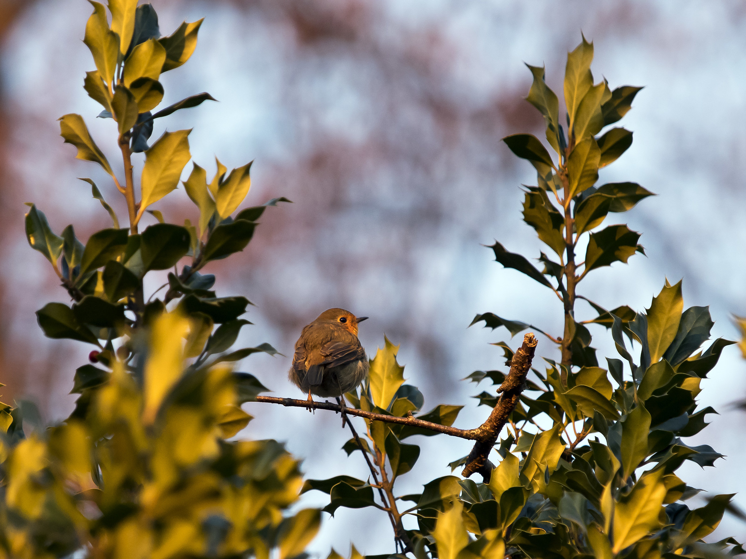 Pettirosso nel Parco della Burcina, Biella