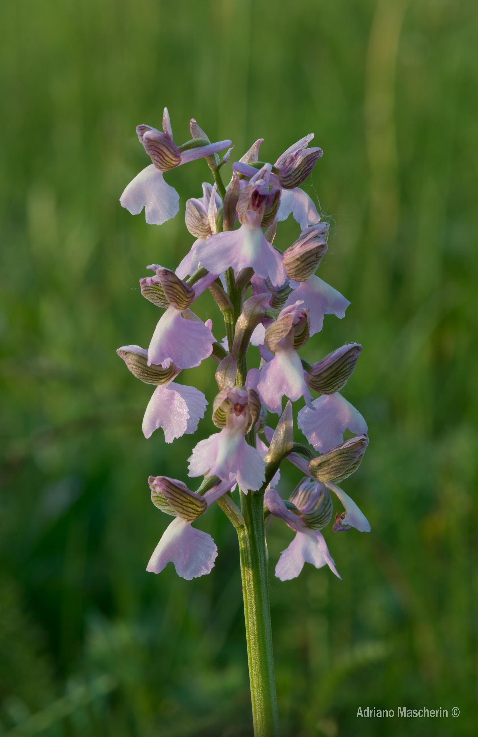 Anacamptis Morio