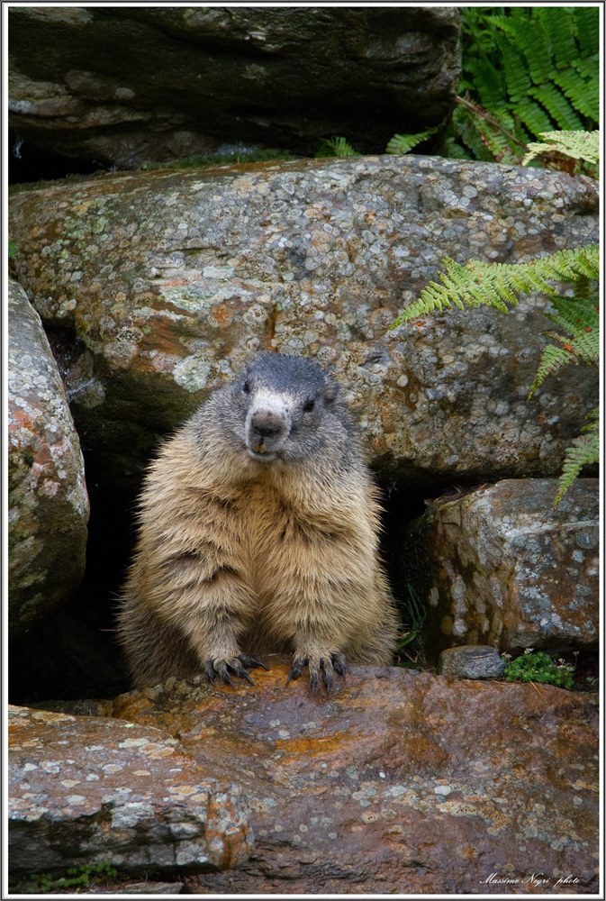 marmotta