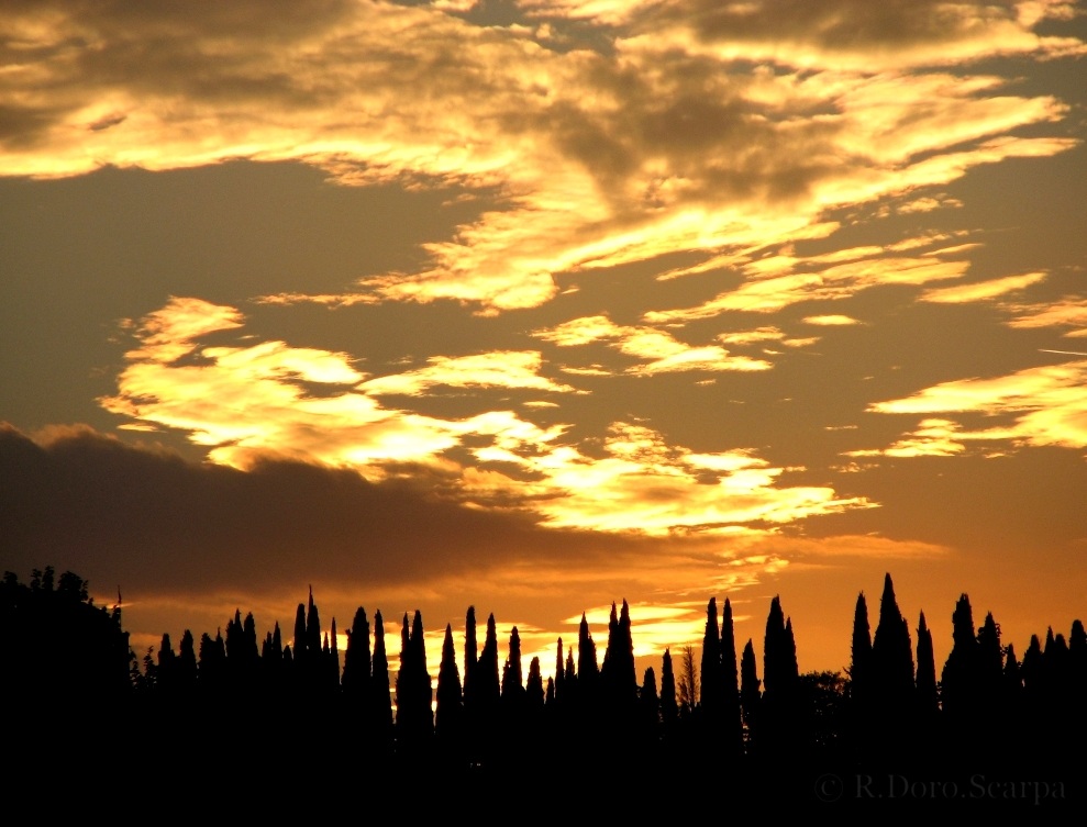 cypress gold sunset