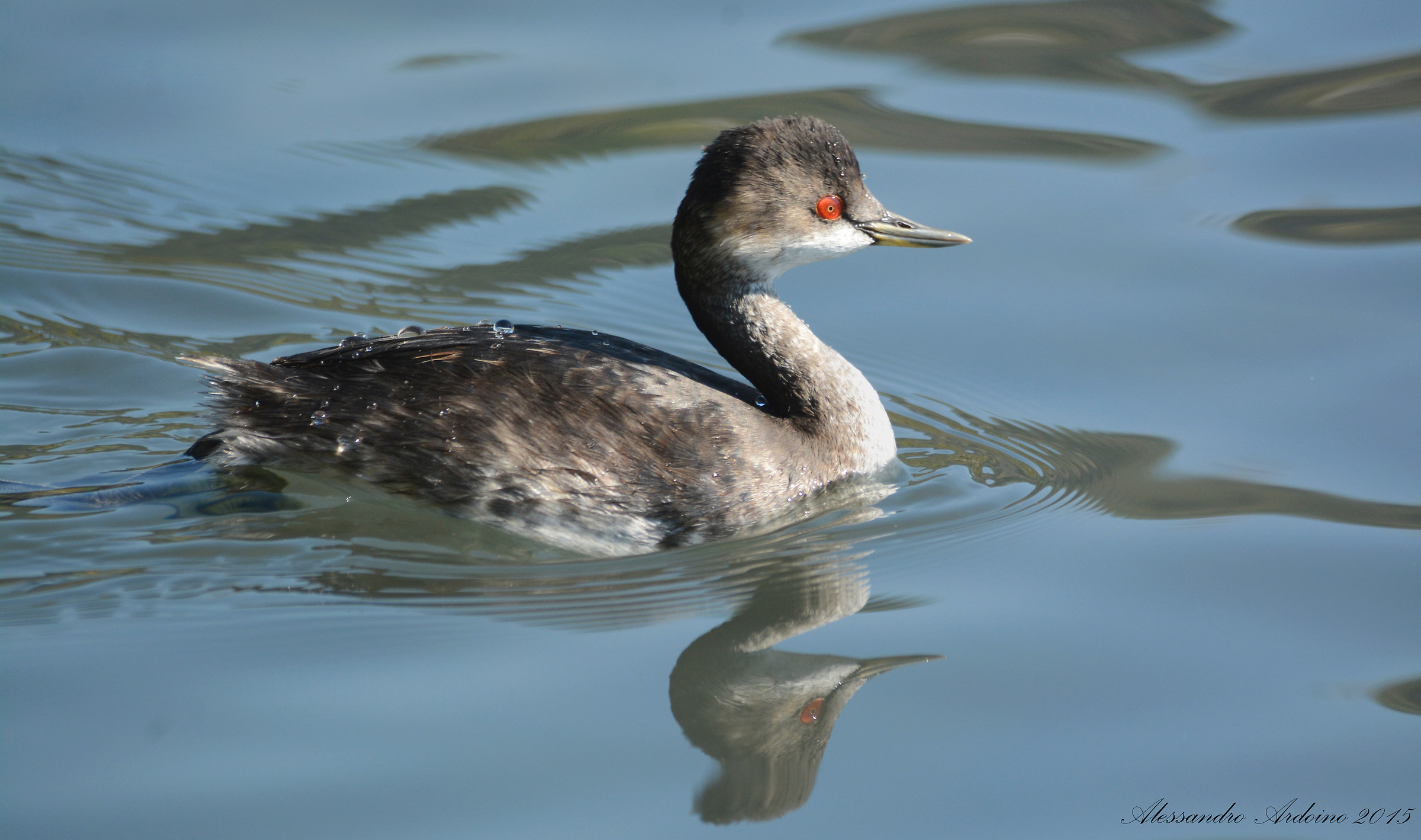Little Grebe