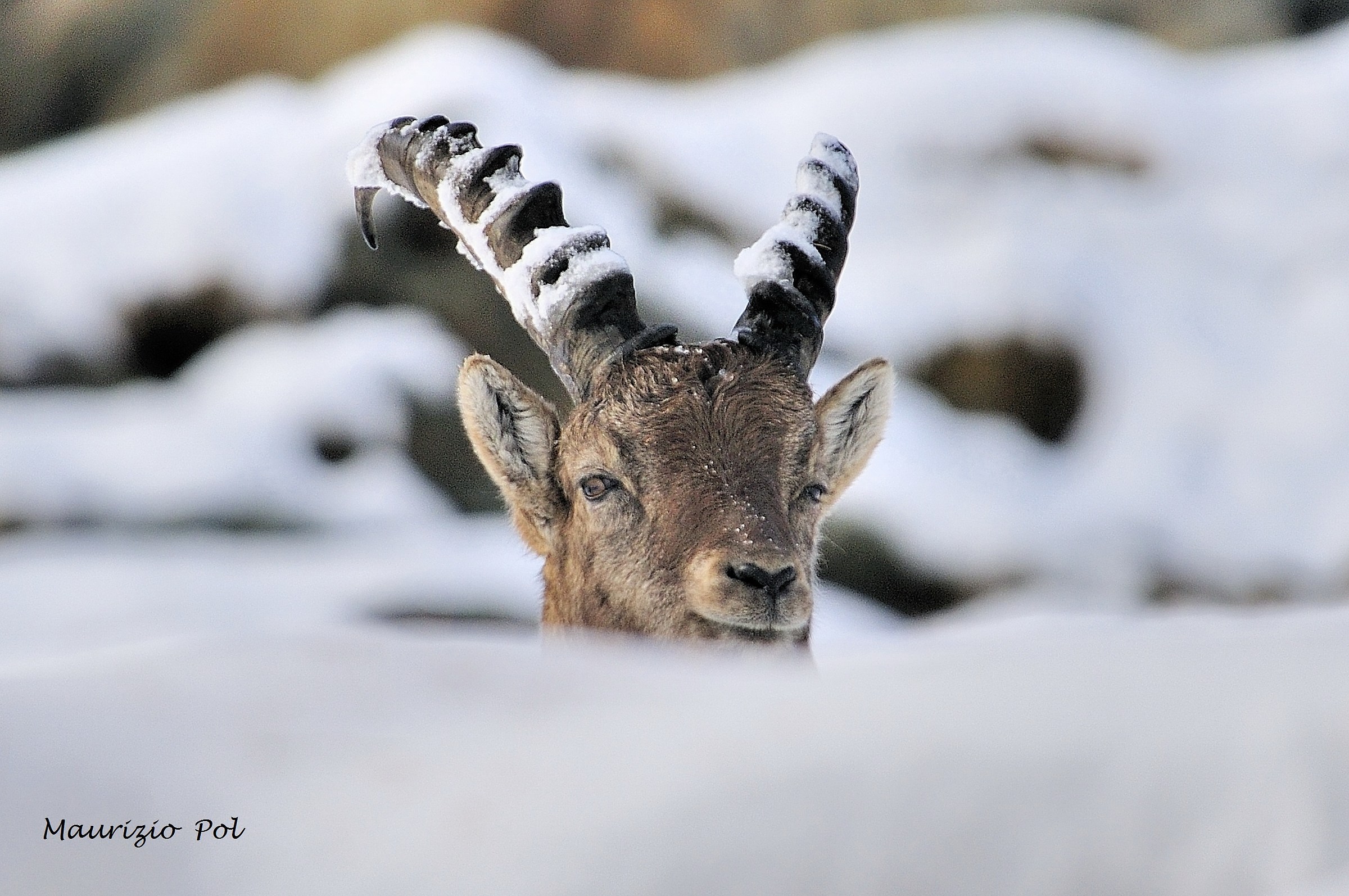 portrait on the snow