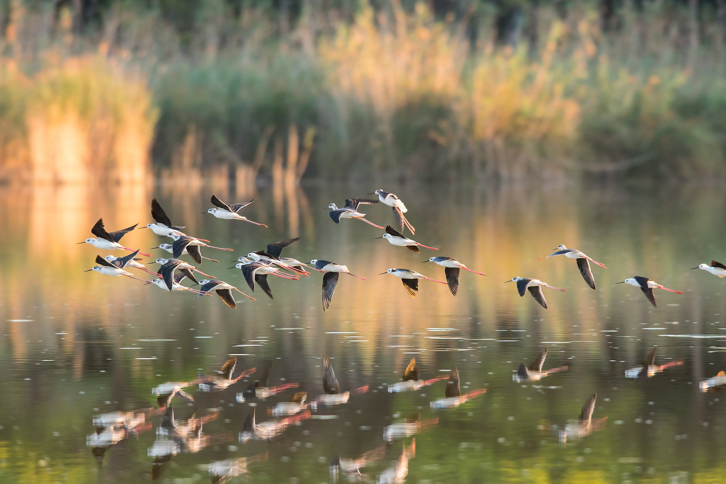 Cavalieri d'Italia in volo