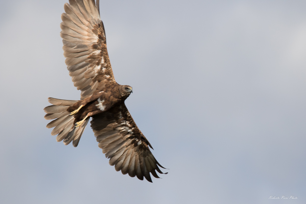 Marsh Harrier 2