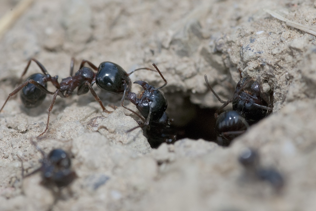 Ants at work