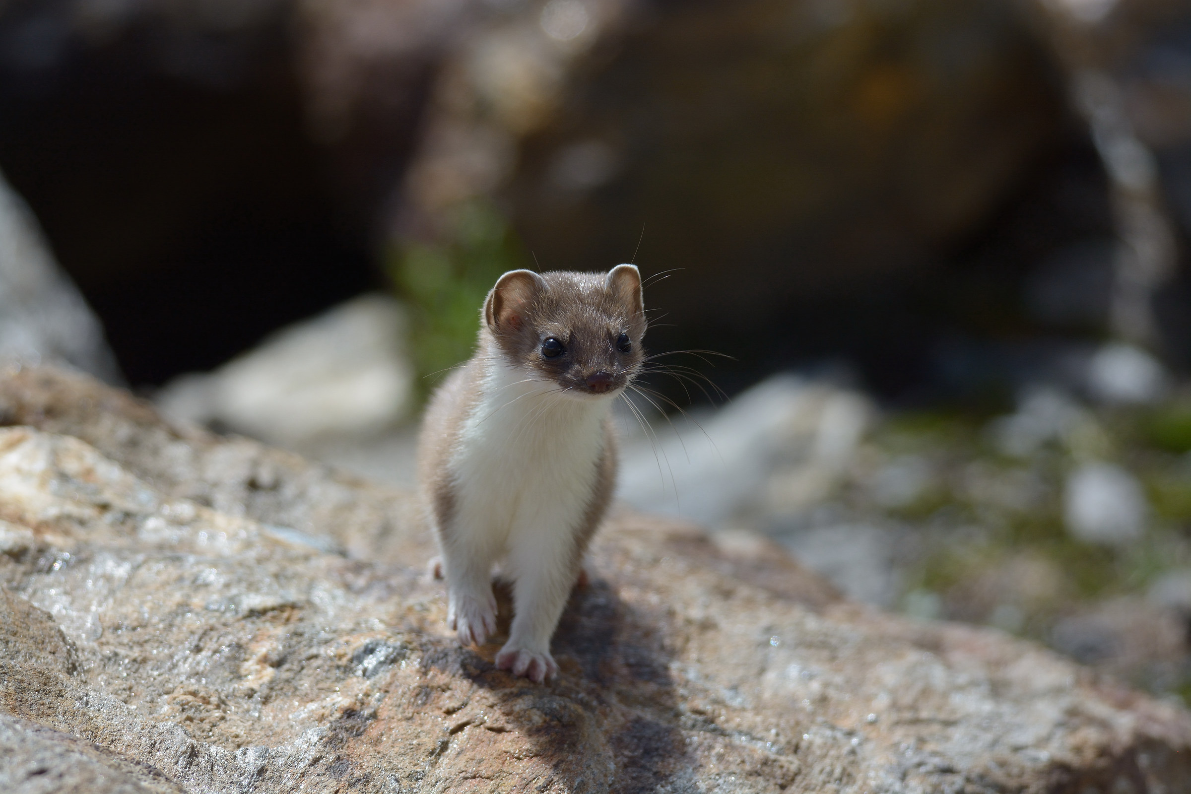 Ermine