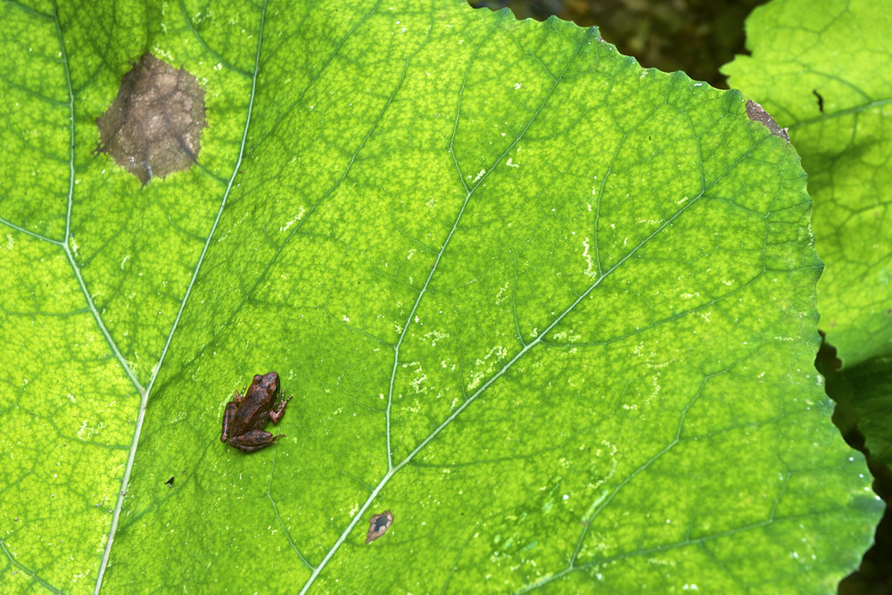 Rana Italic of butterbur