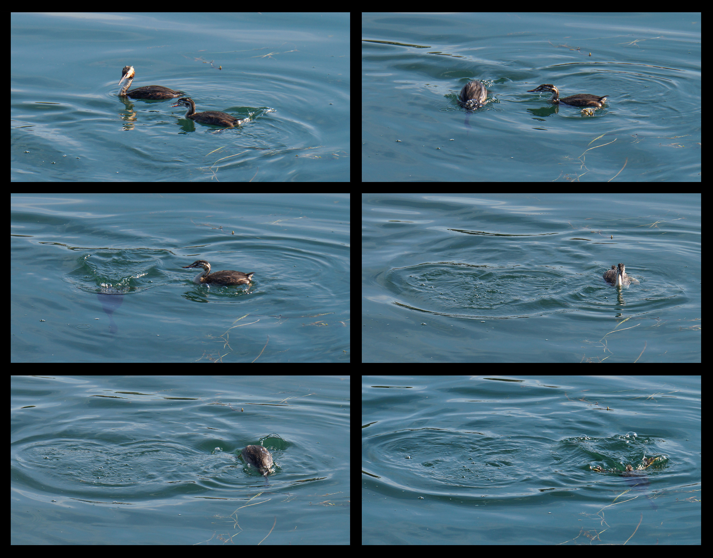 Prime immersioni di un pulcino