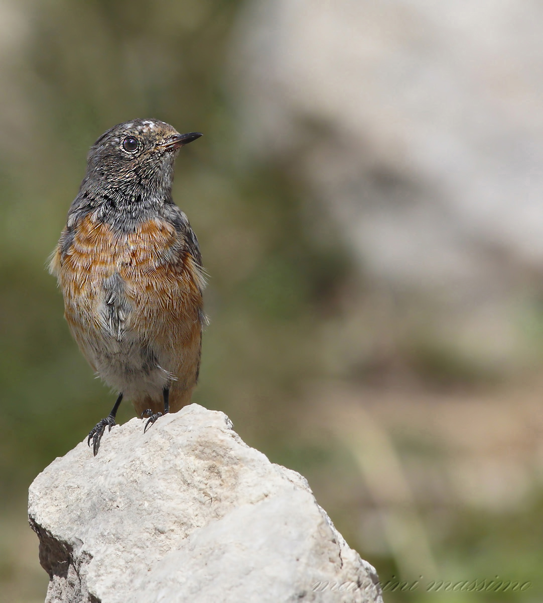 Redstart (Phoenicurus phoenicurus)