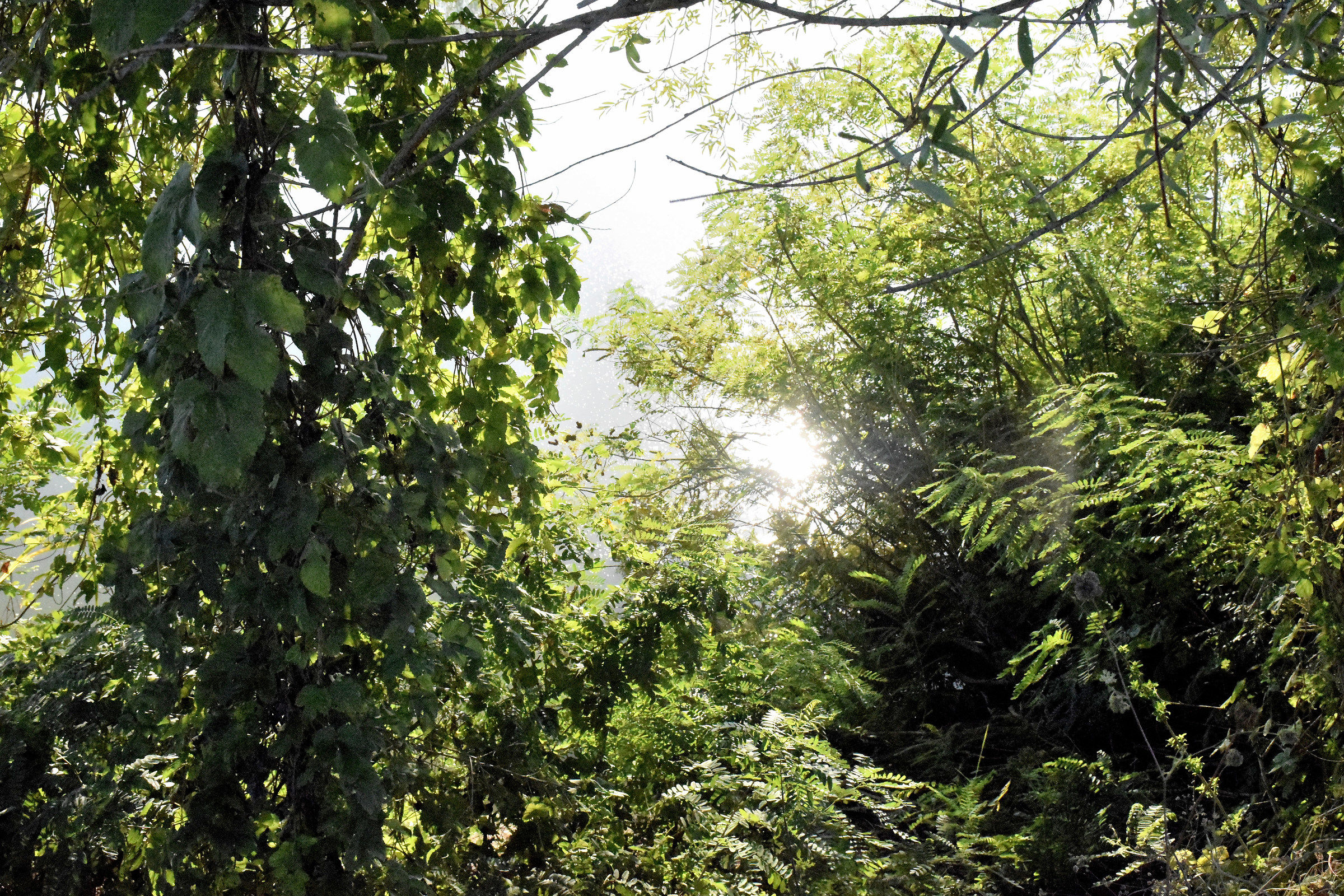 Reflections of the sun