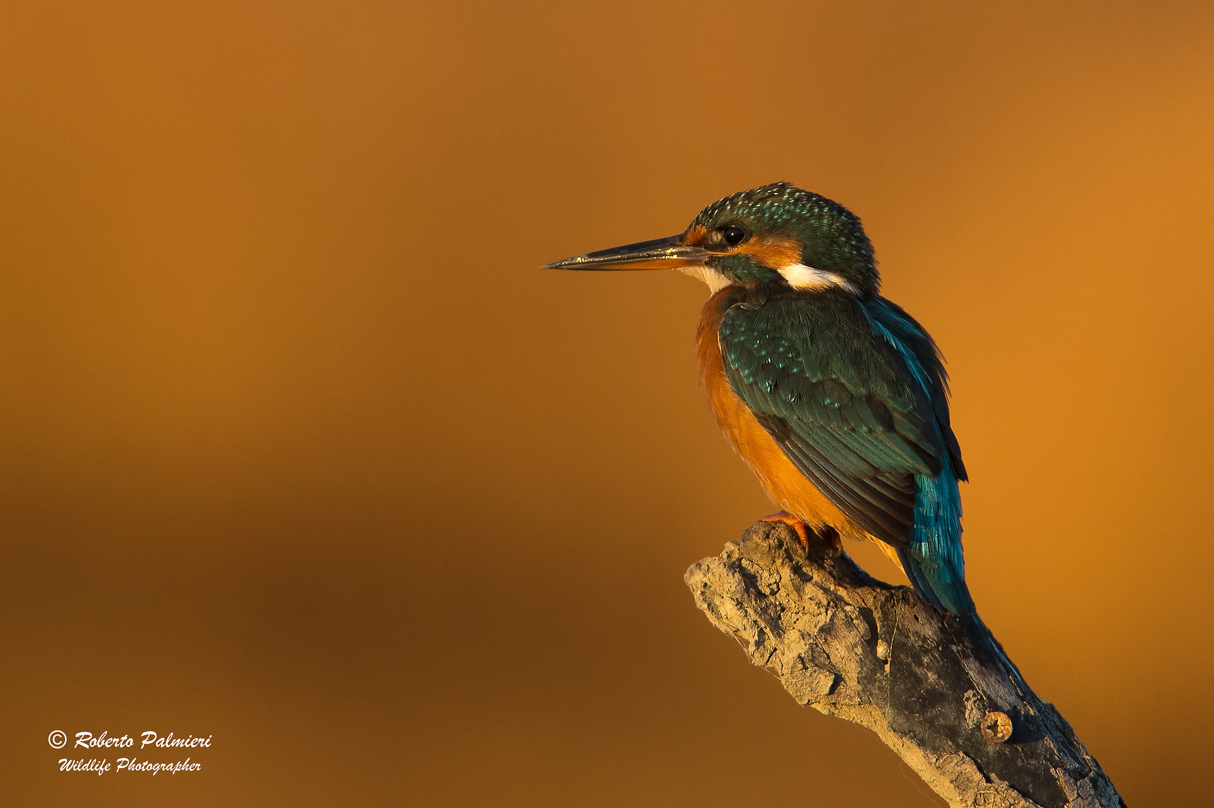 Kingfisher at dawn