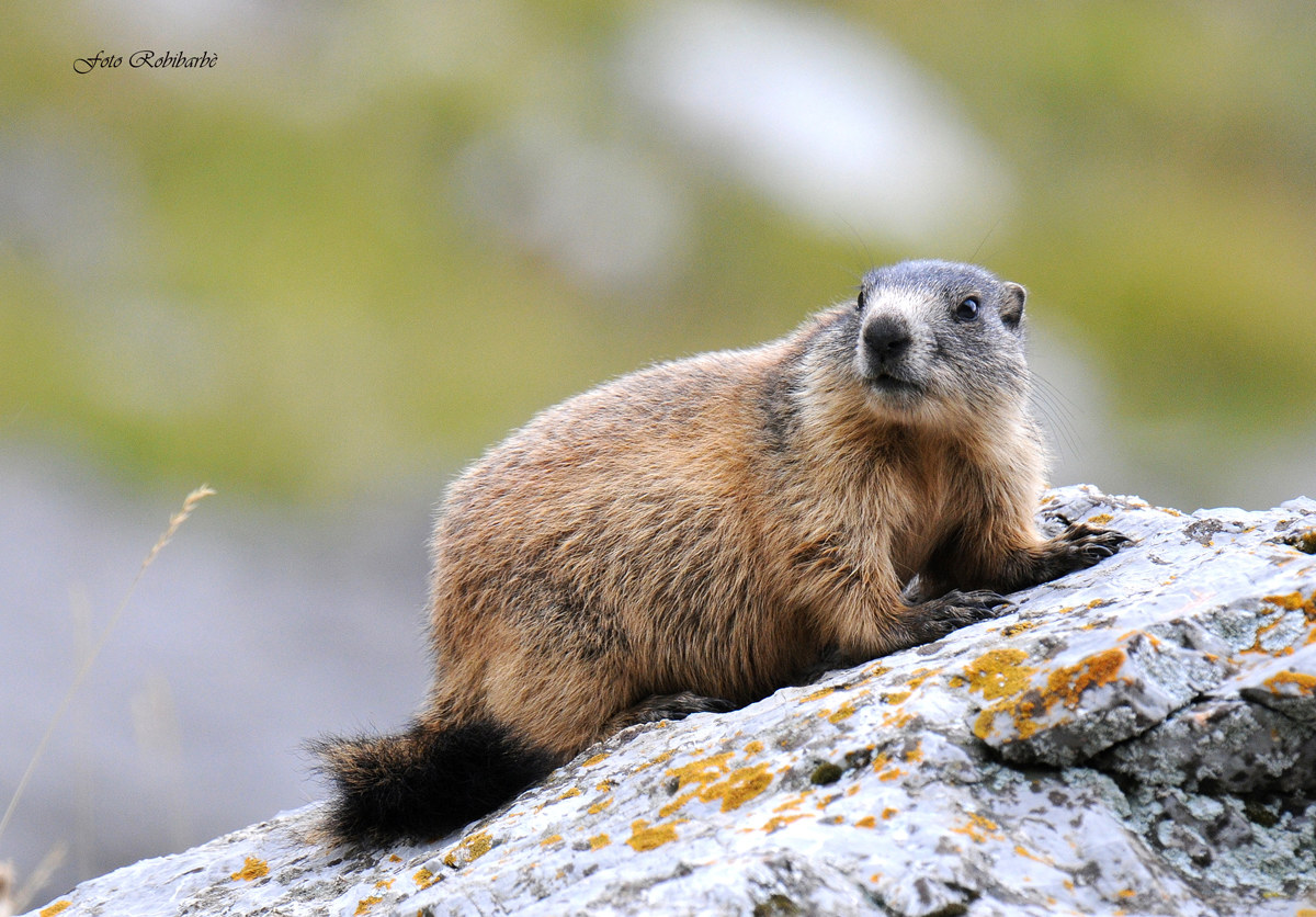 Marmotta...