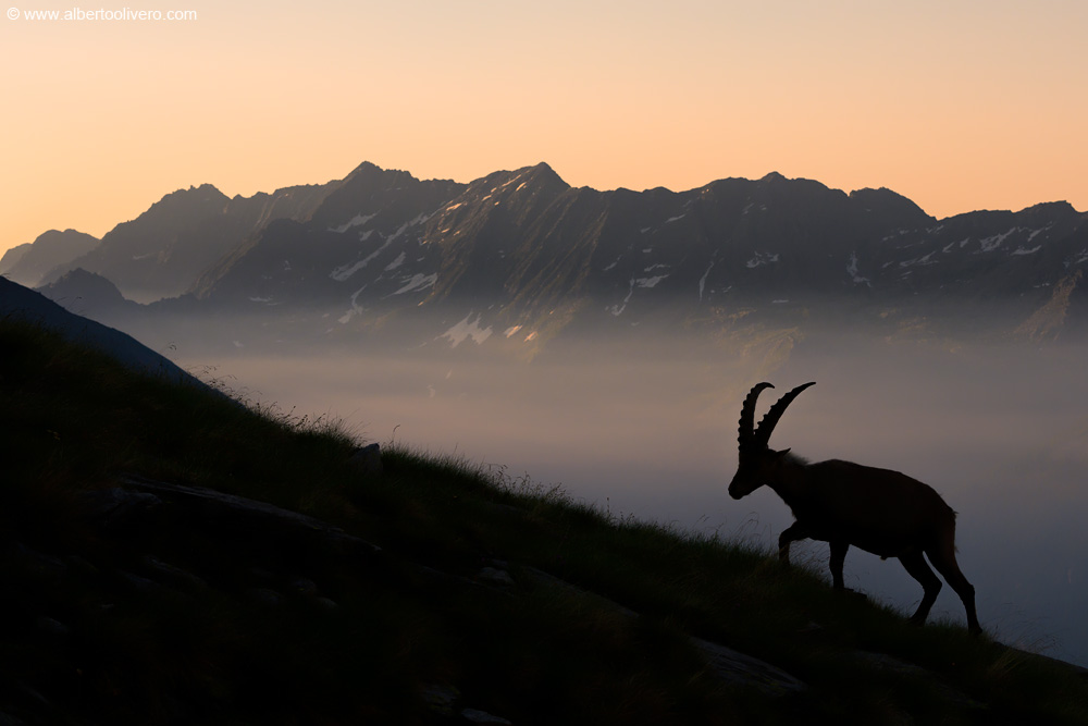Alpine Ibex