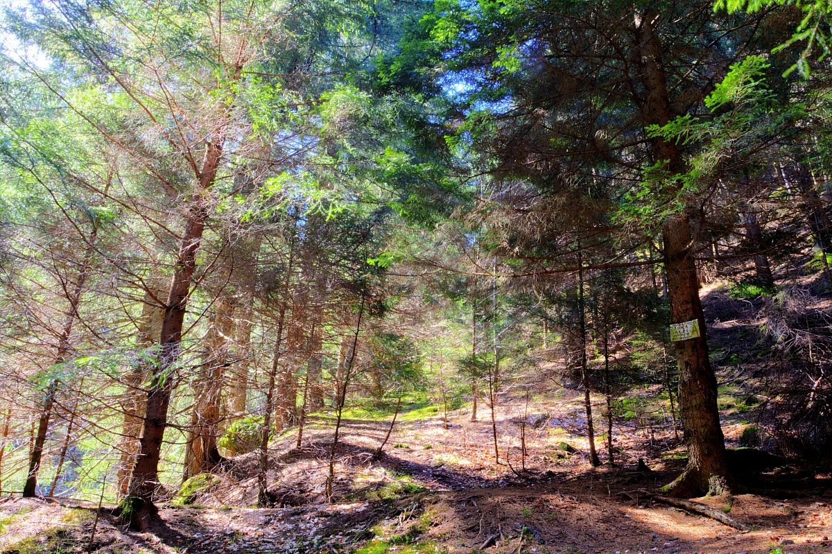 The colors of the forest