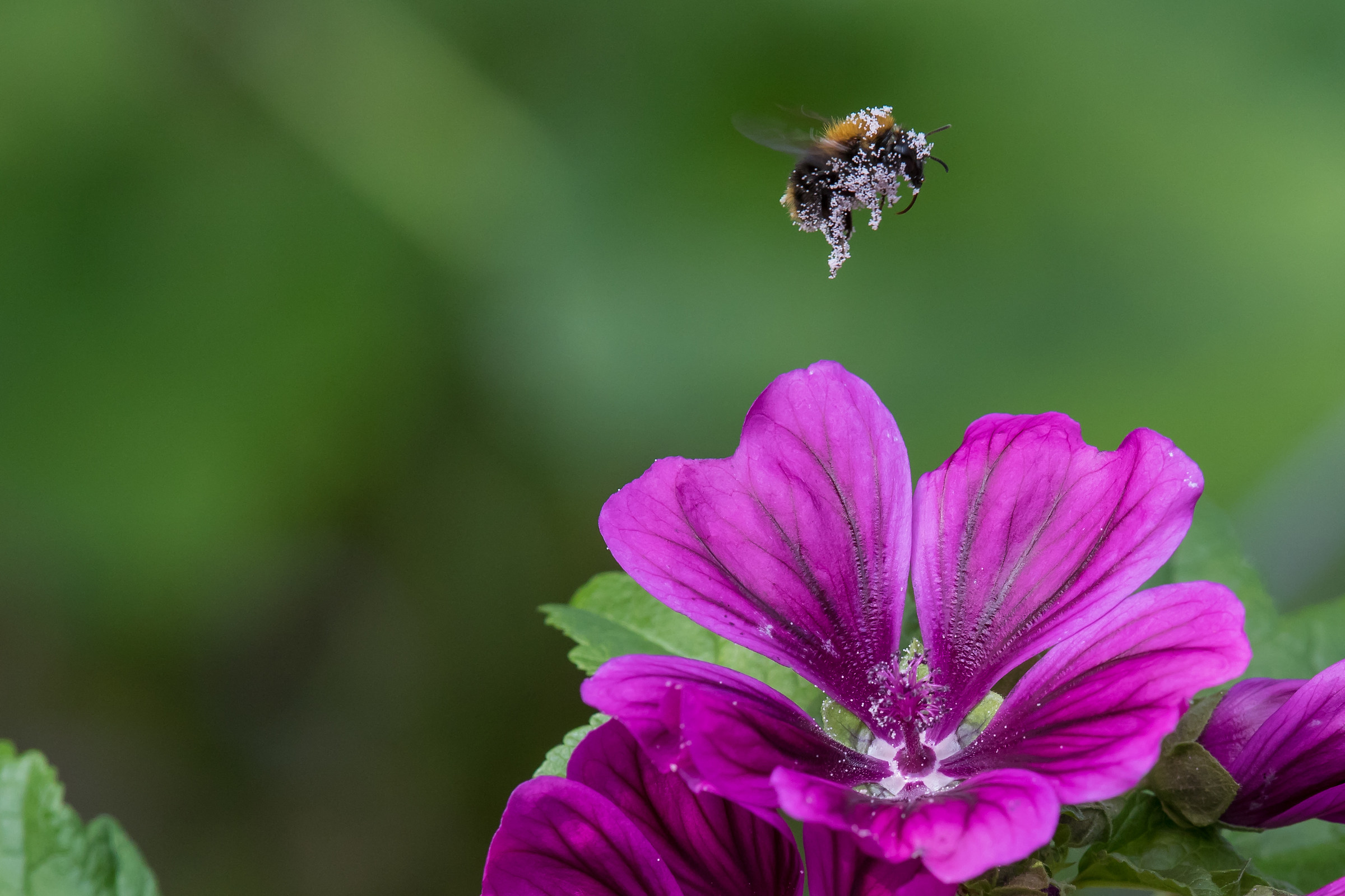 Mm lente 300, macro?