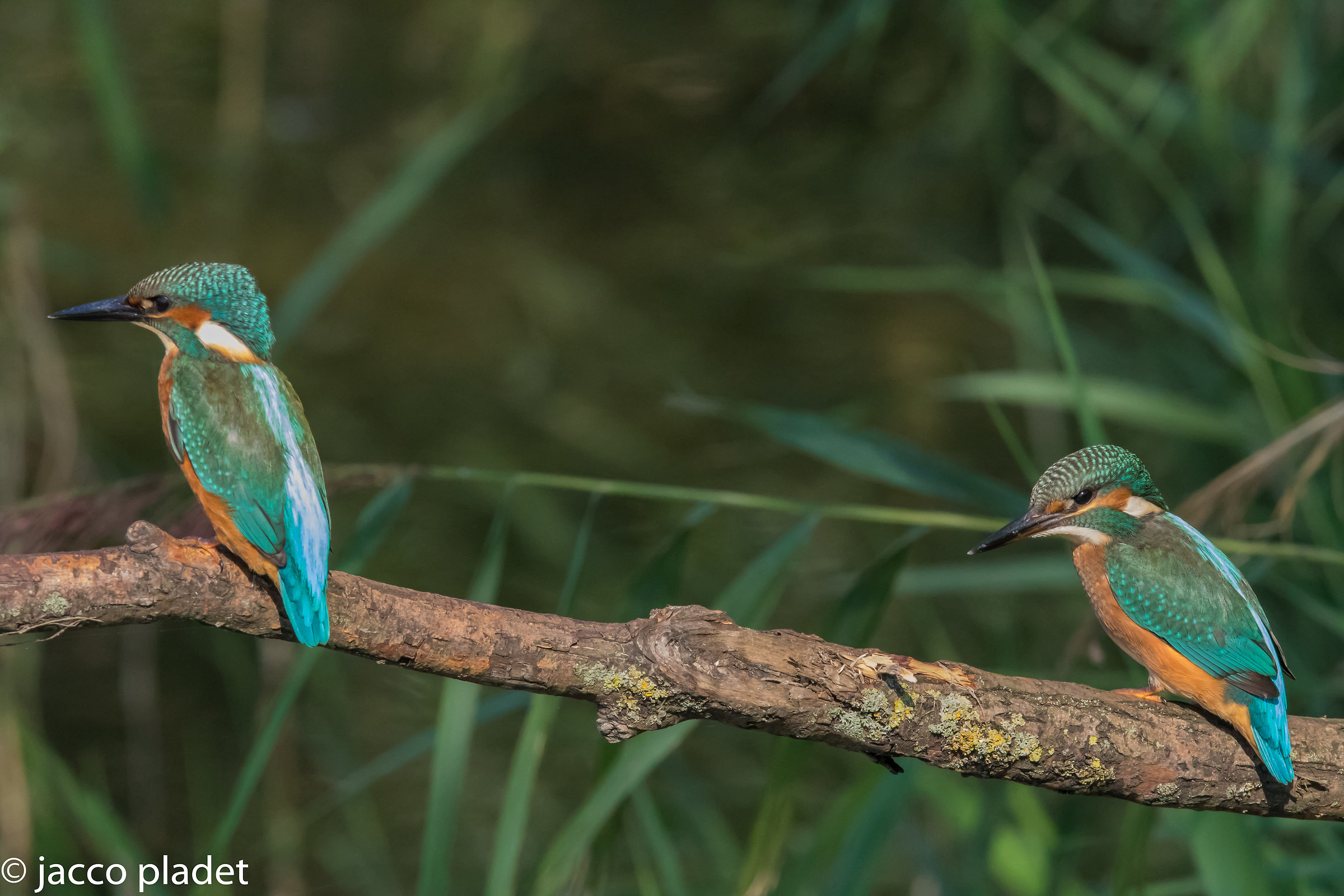 2 fratelli sul bastone