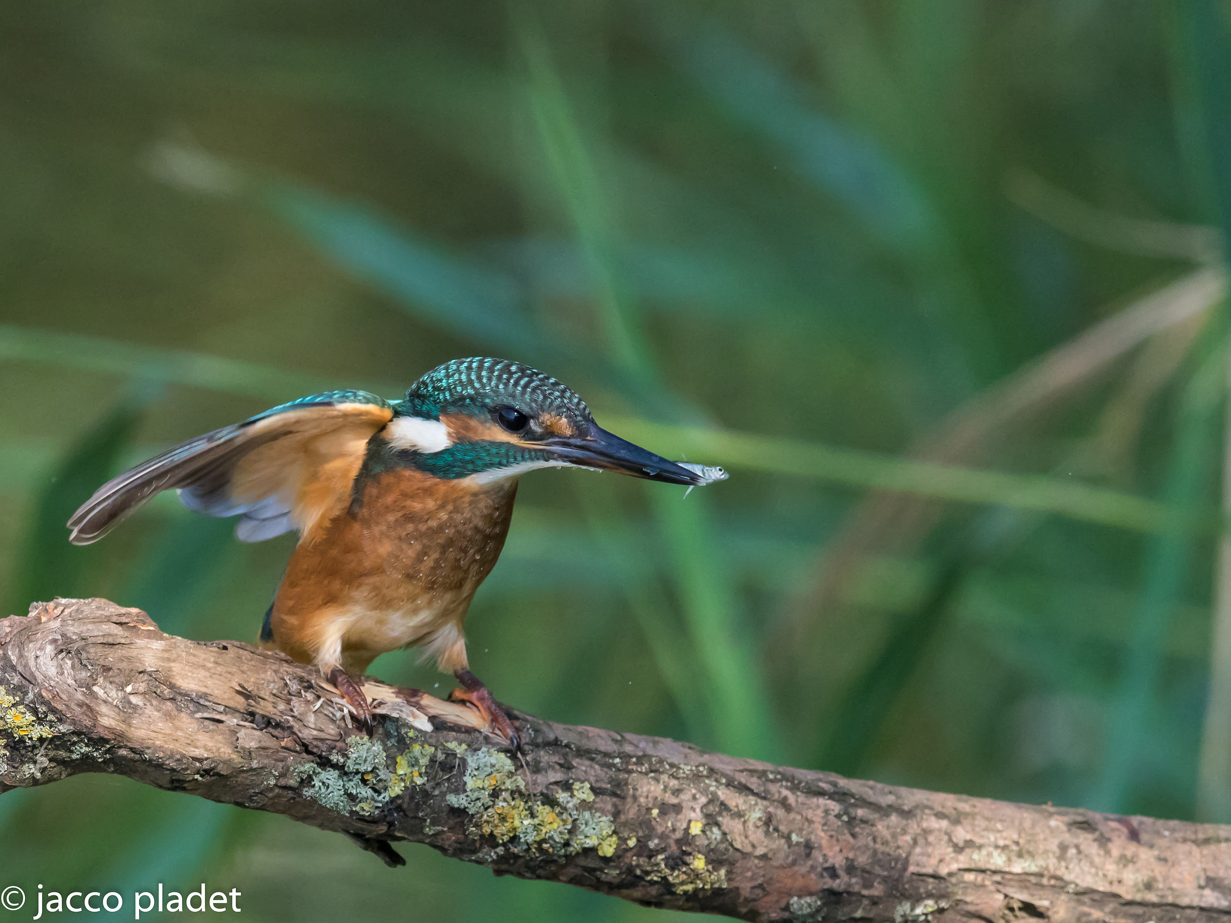 atterraggio di spirito molto piccolo pesce