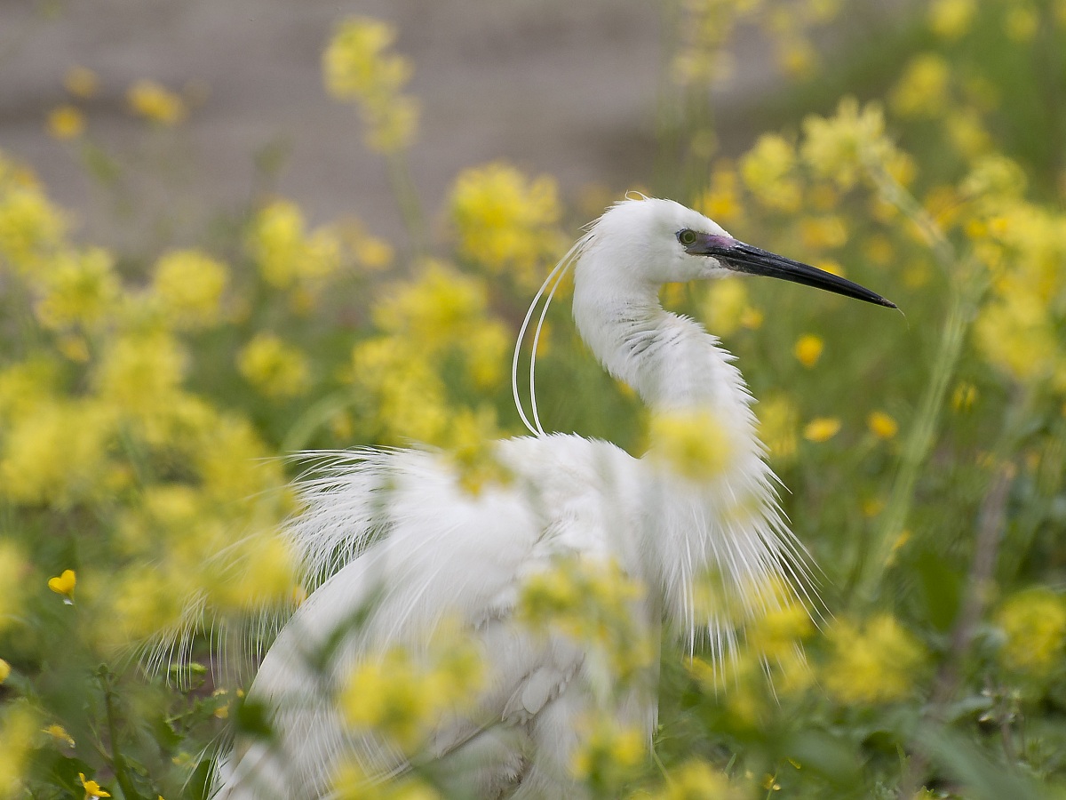 la garzetta spettinata