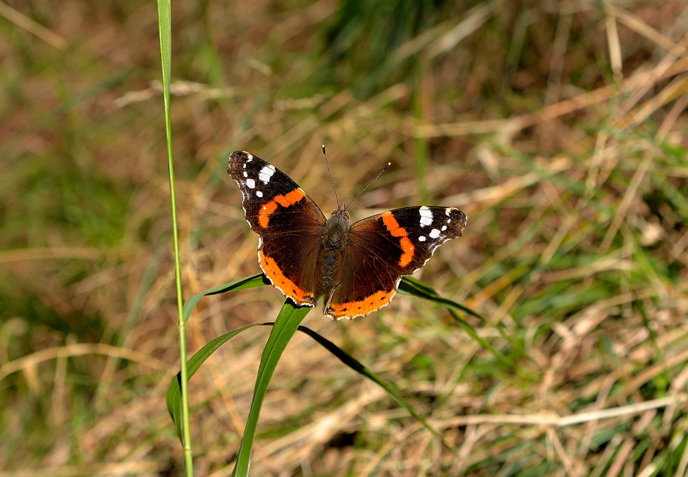 Vanessa Atalanta
