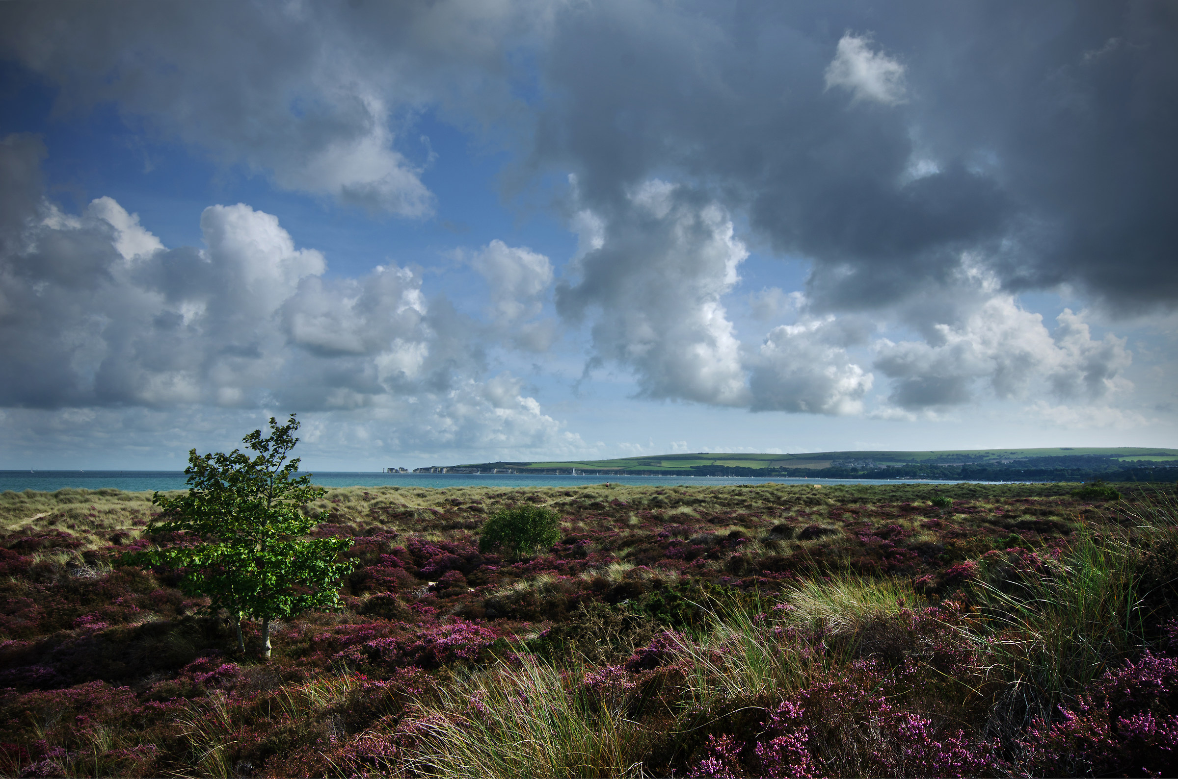 Heather, looking towards the Purbecks