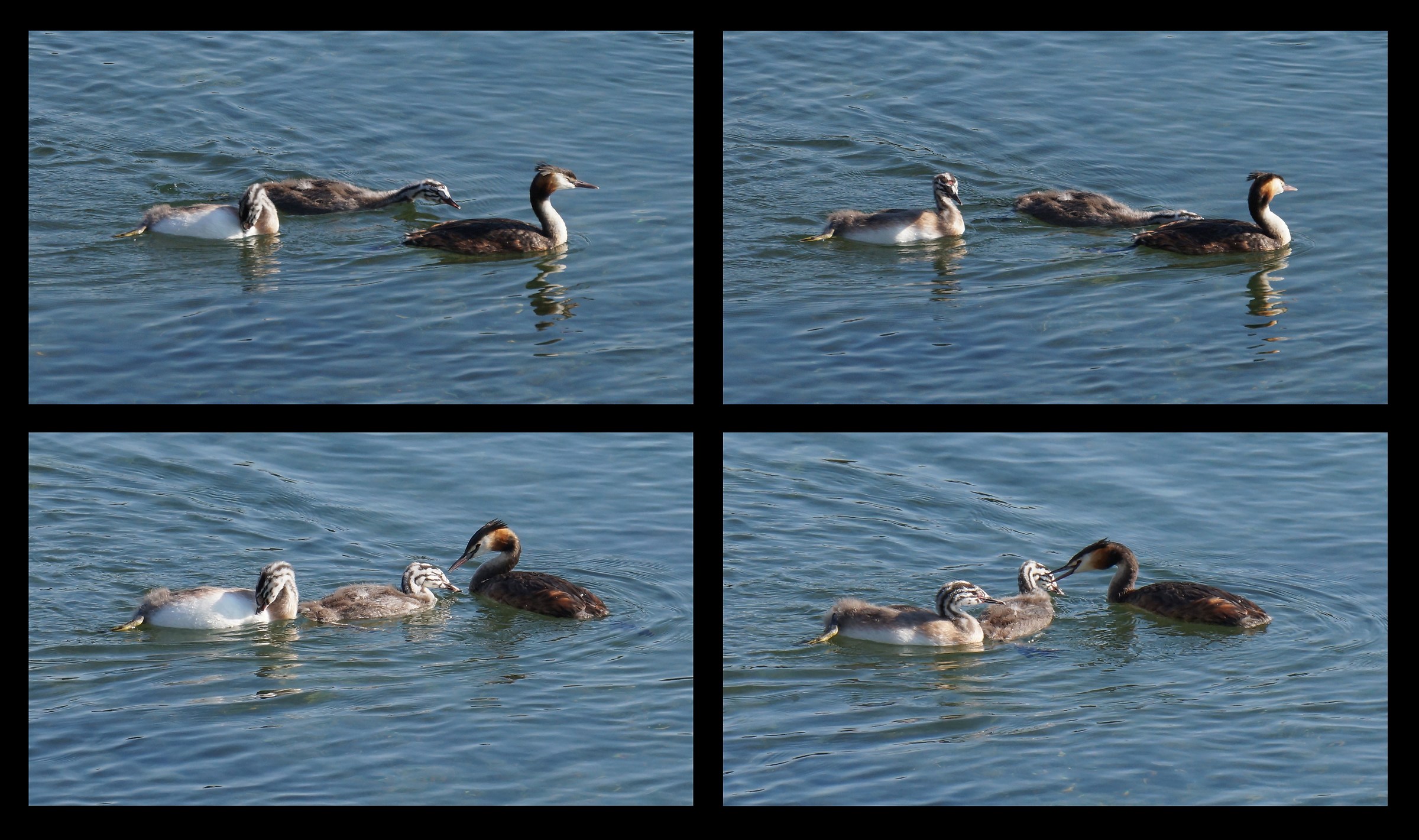 Raw fish caught by chicks