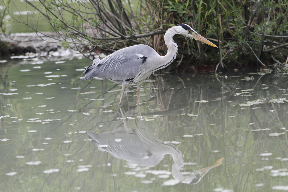 Grey Heron