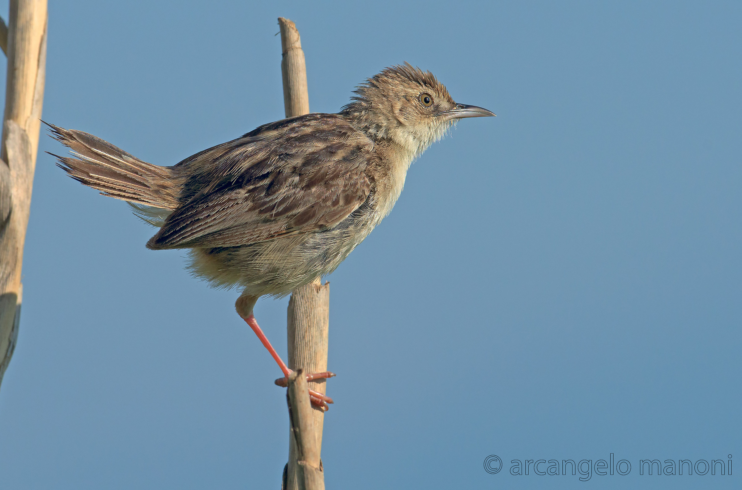 My friend beccamoschino