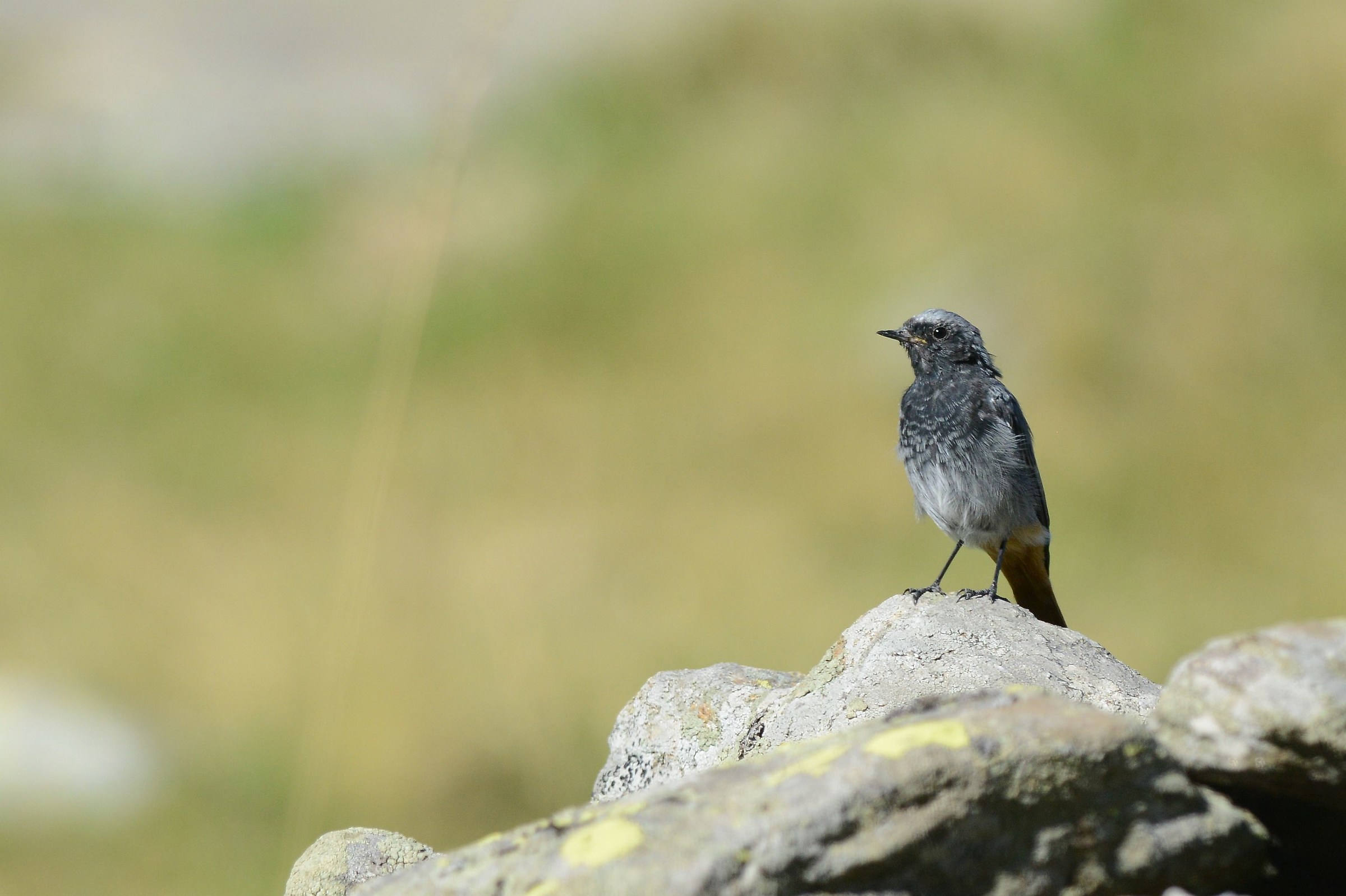 black redstart